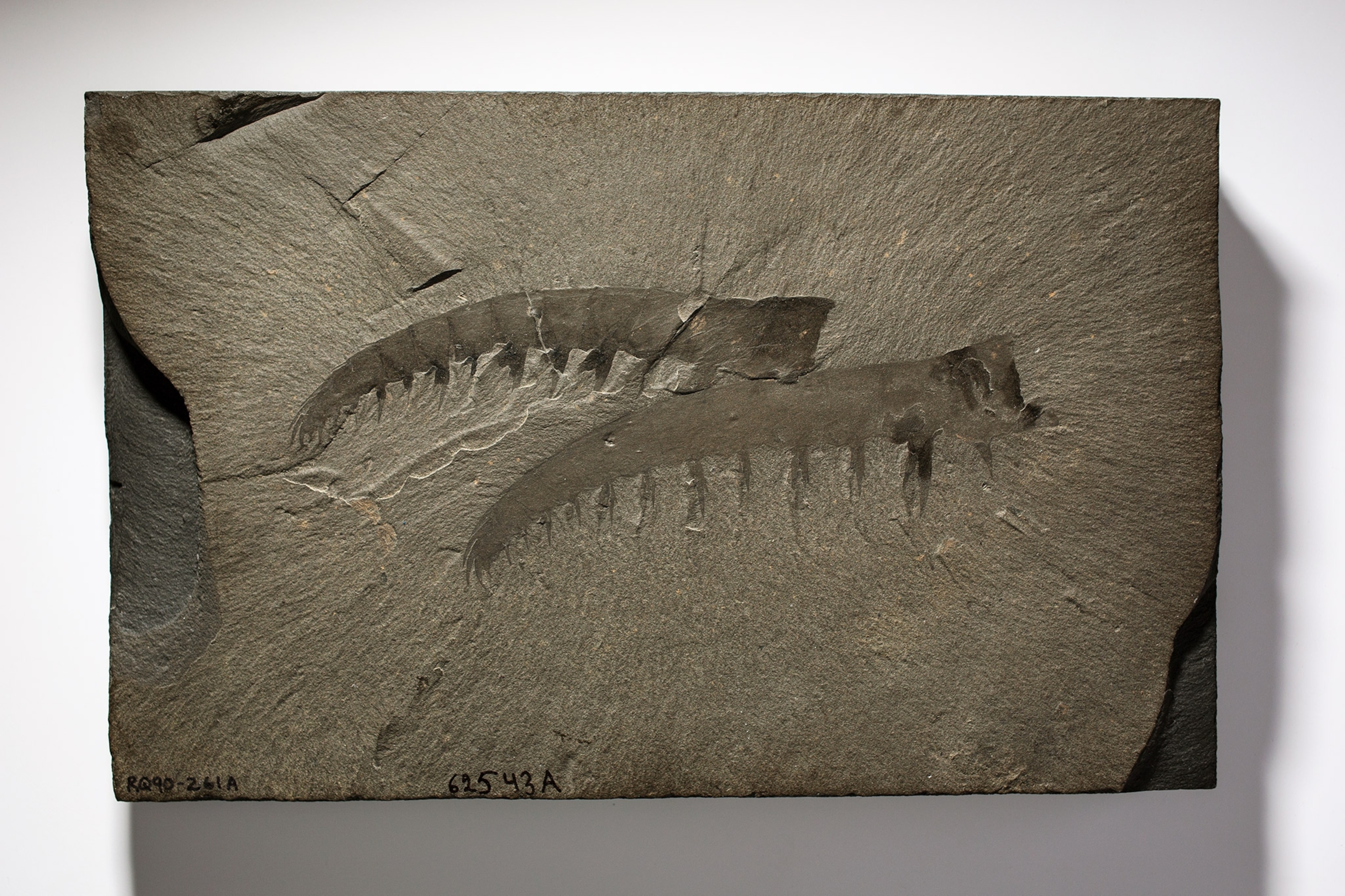The imprint of two shrimp one shows the ridges in details