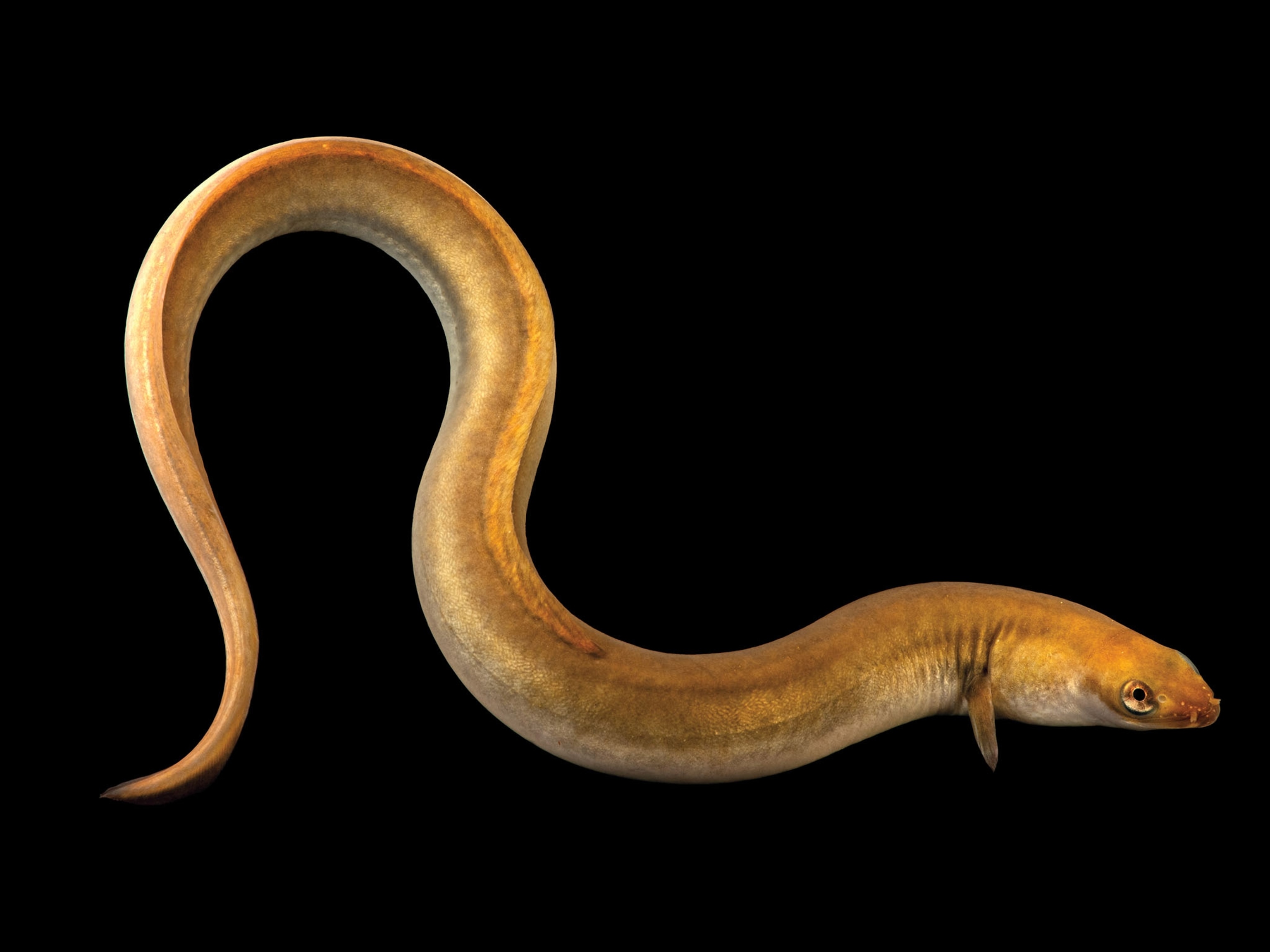 a European eel