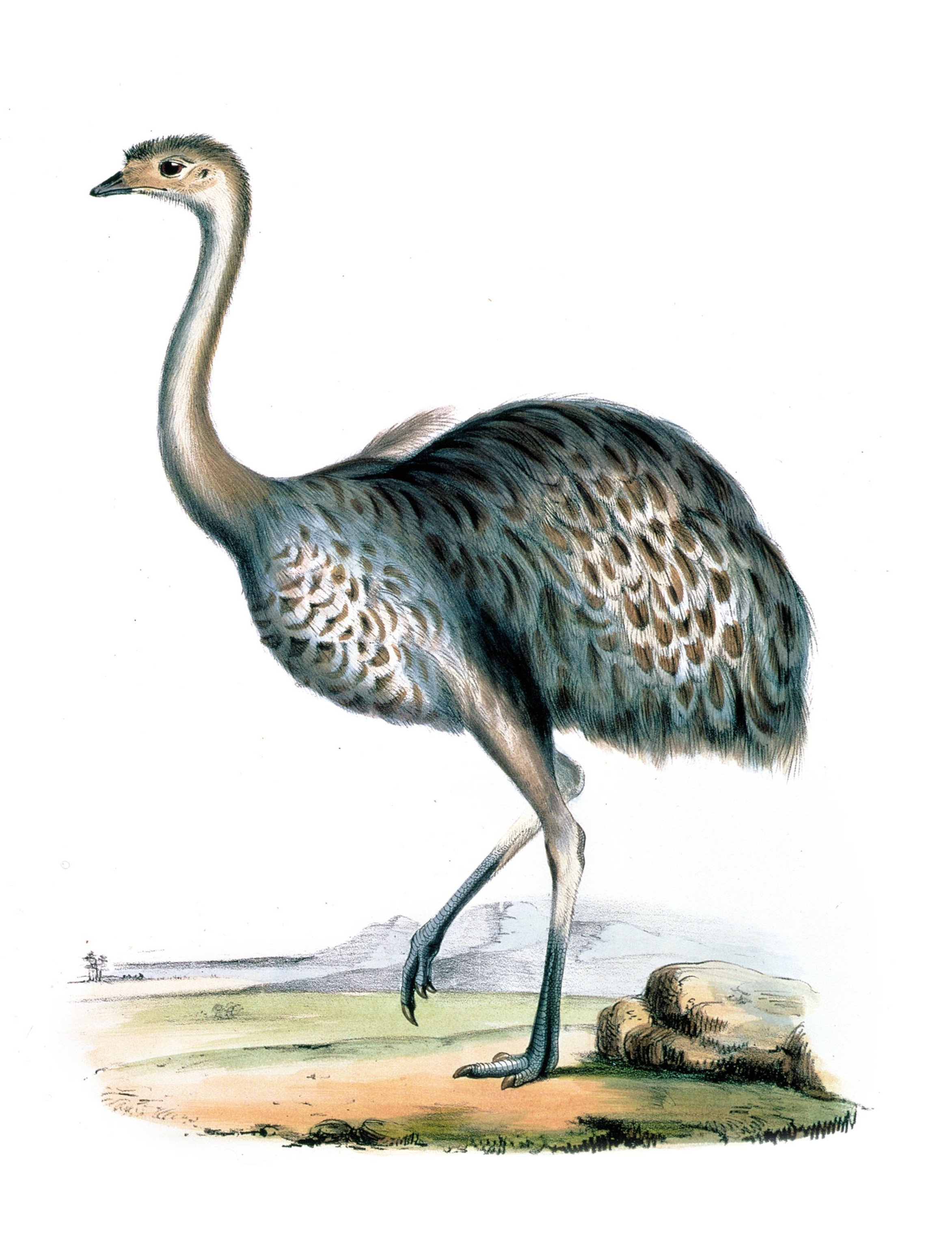 a small bird that resembles an ostrich