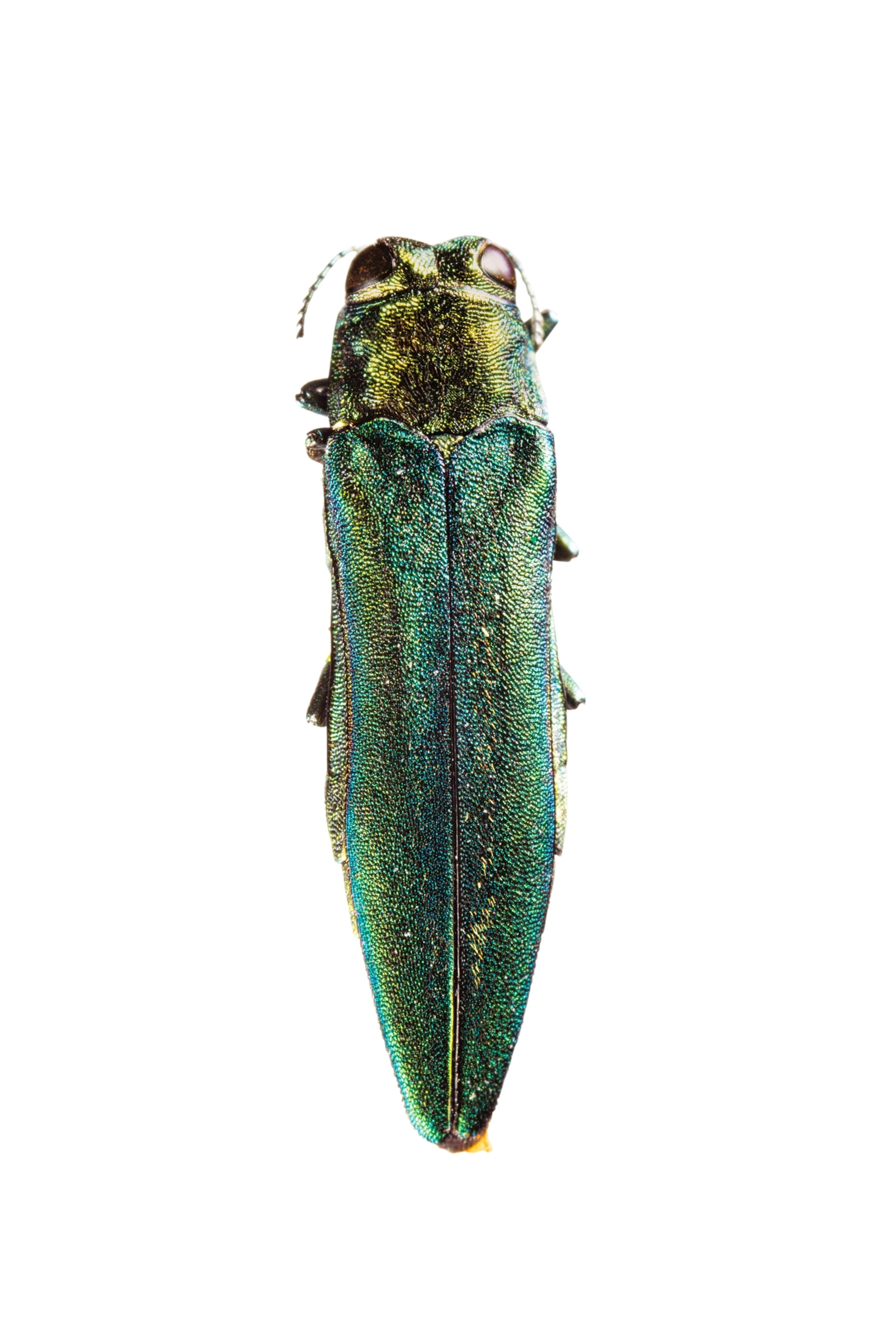 a studio image of a dead emerald ash borer beetle on white