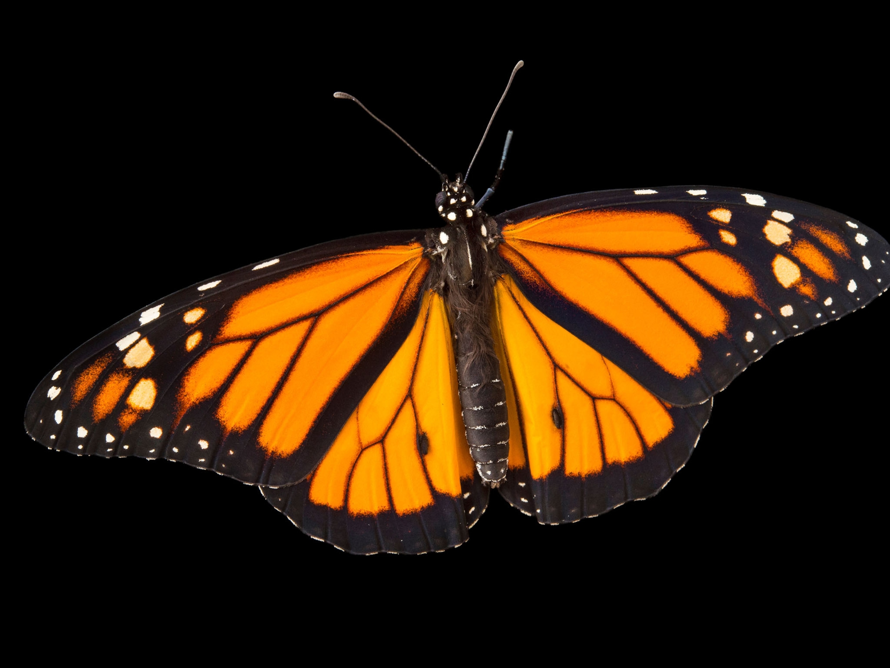 a monarch butterfly