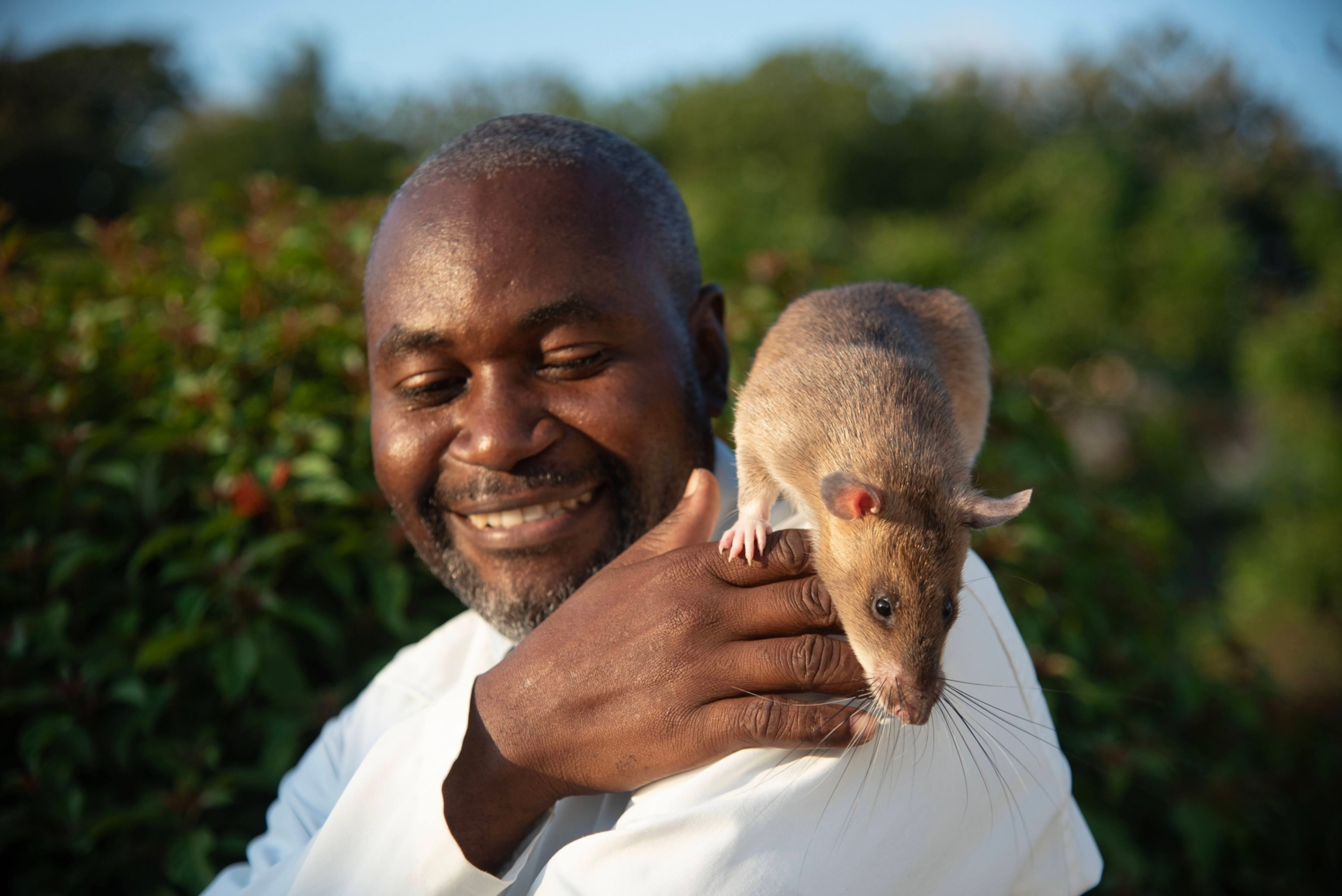 A large rat sits on shoulder, with a white coat.