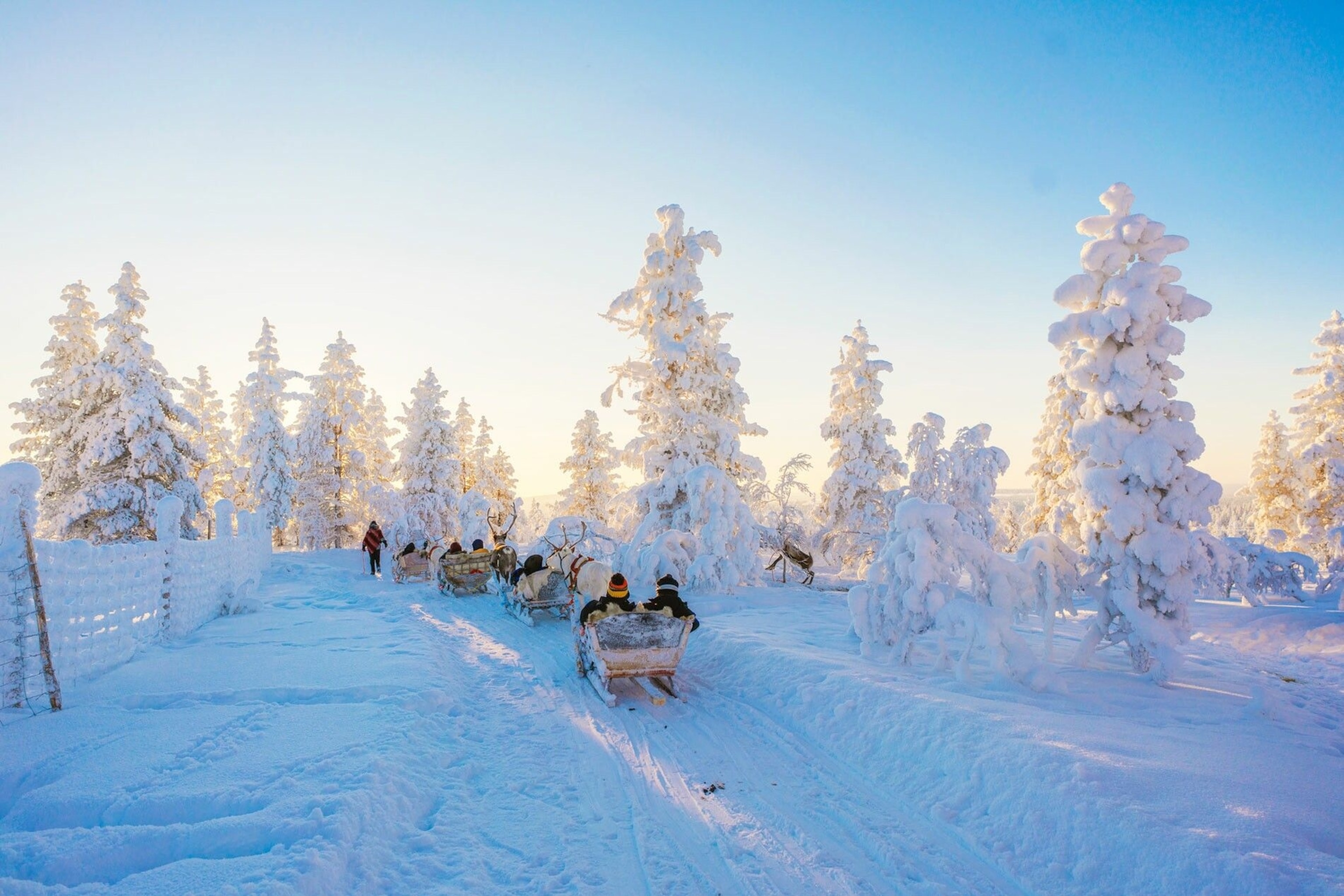 Taking a fairytale reindeer ride with the Sámi, through a snowy field.