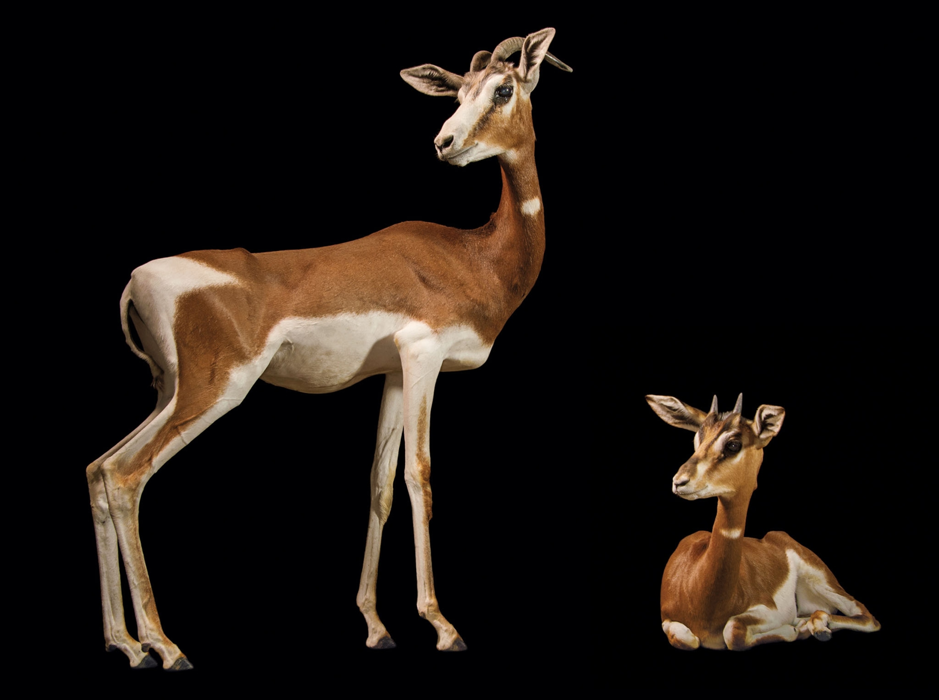two Mhorr gazelles