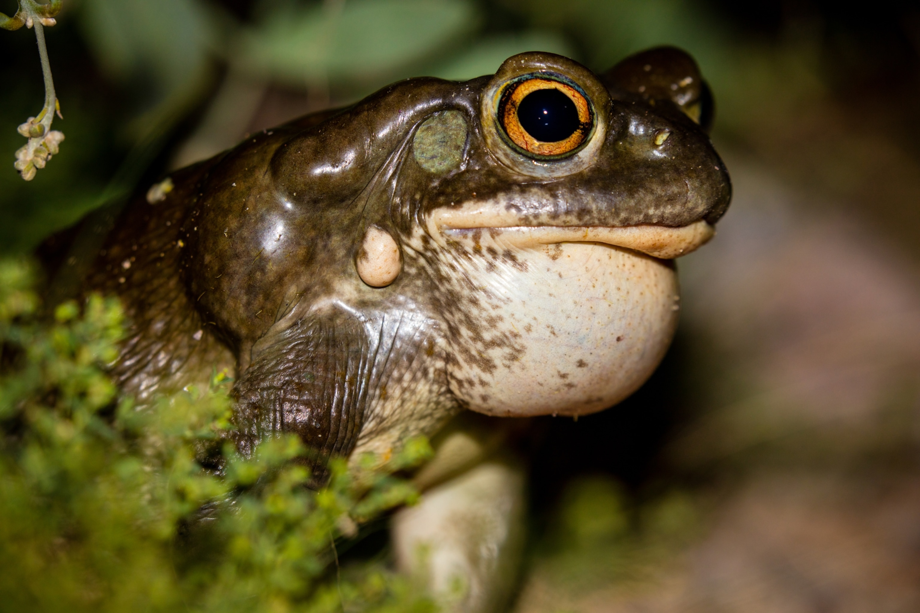 A toad with its vocal sac filled with air as it prepares to call out to attract a mate.
