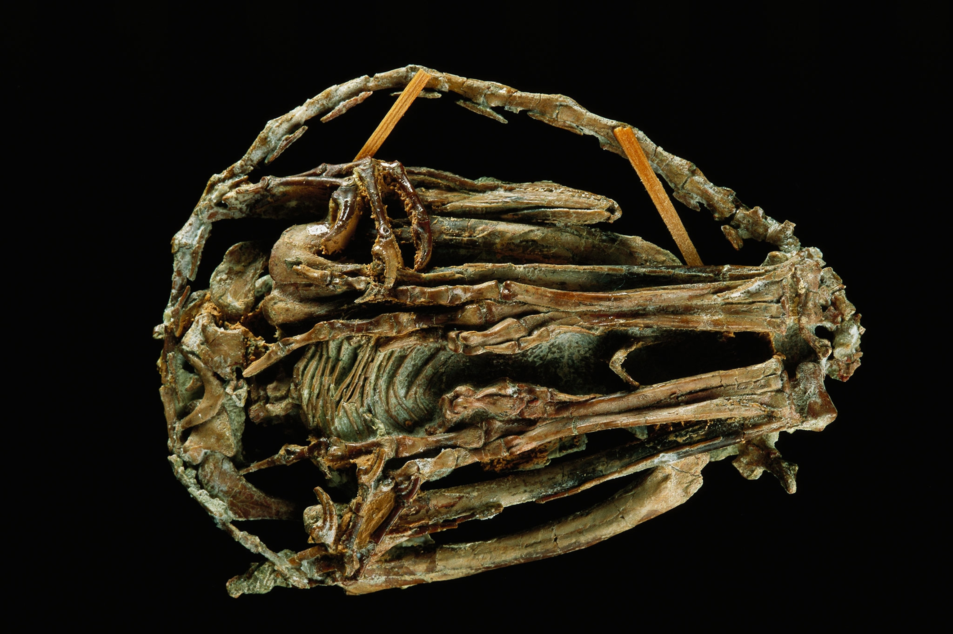 Mei long fossil shows the underneath of a sleeping troodontid.
