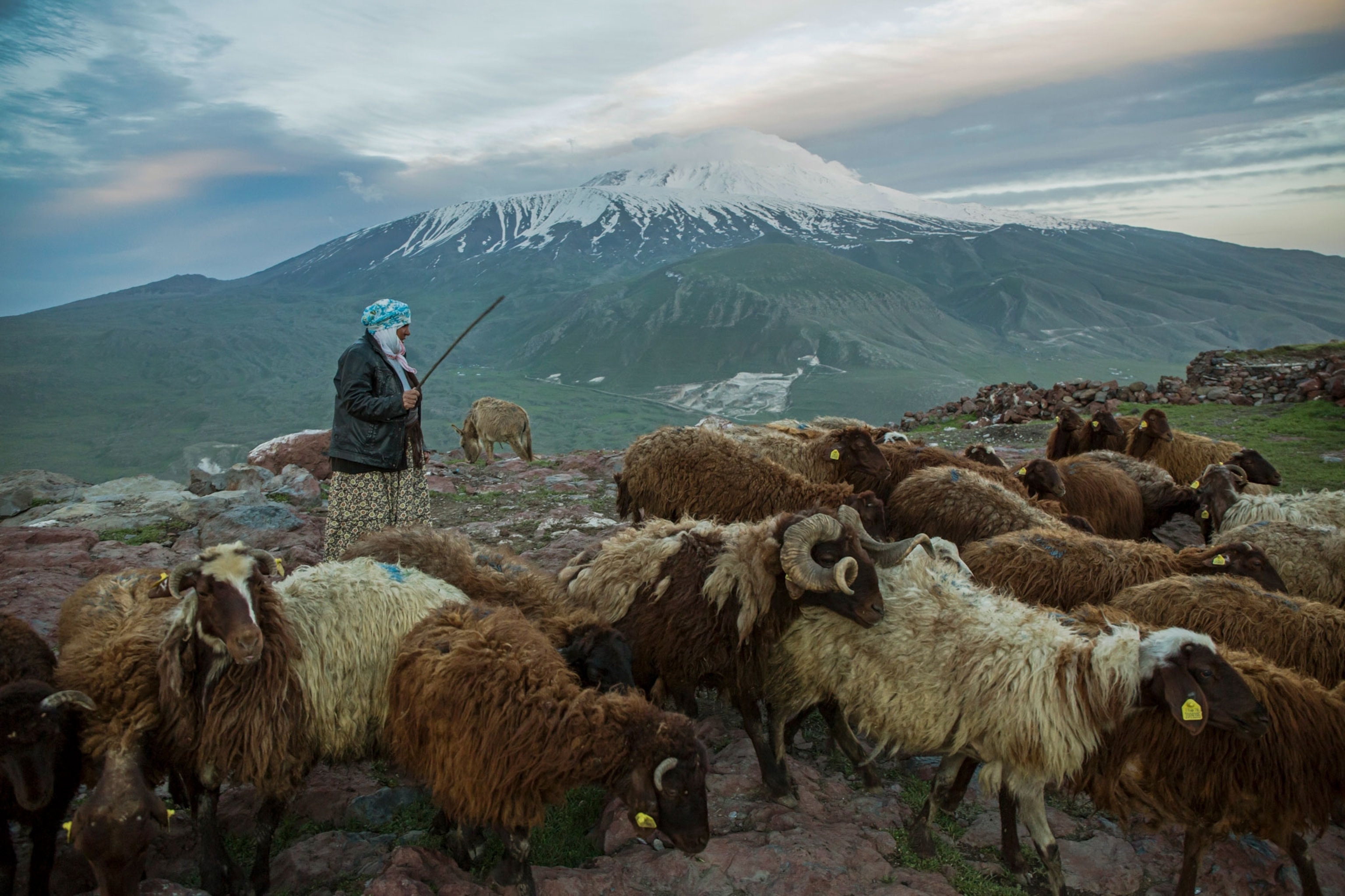 a shepherd herds sheep in Turkey with Mount Ararat in the backgroundd