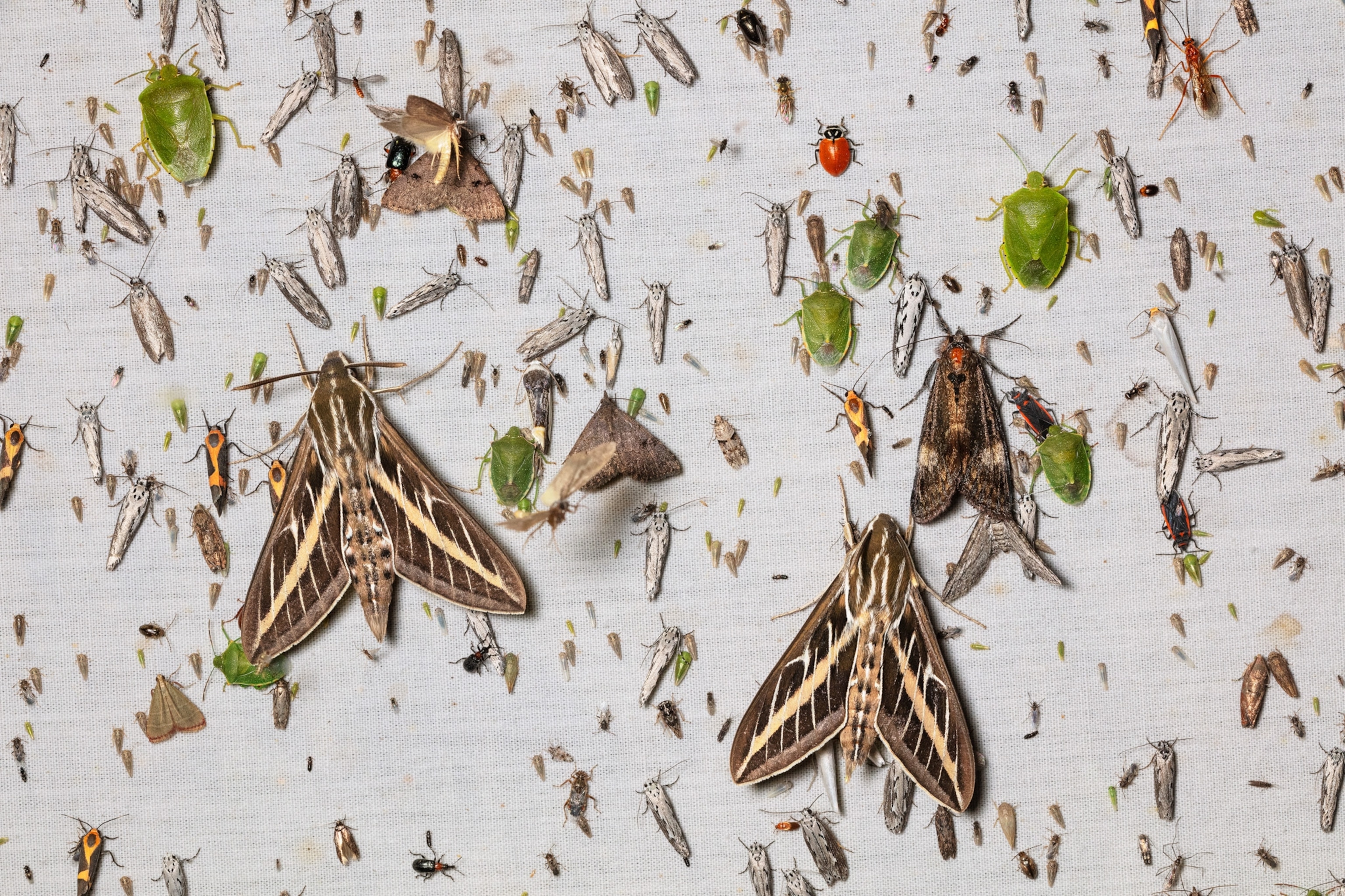 multiple bugs stuck to a white sheet