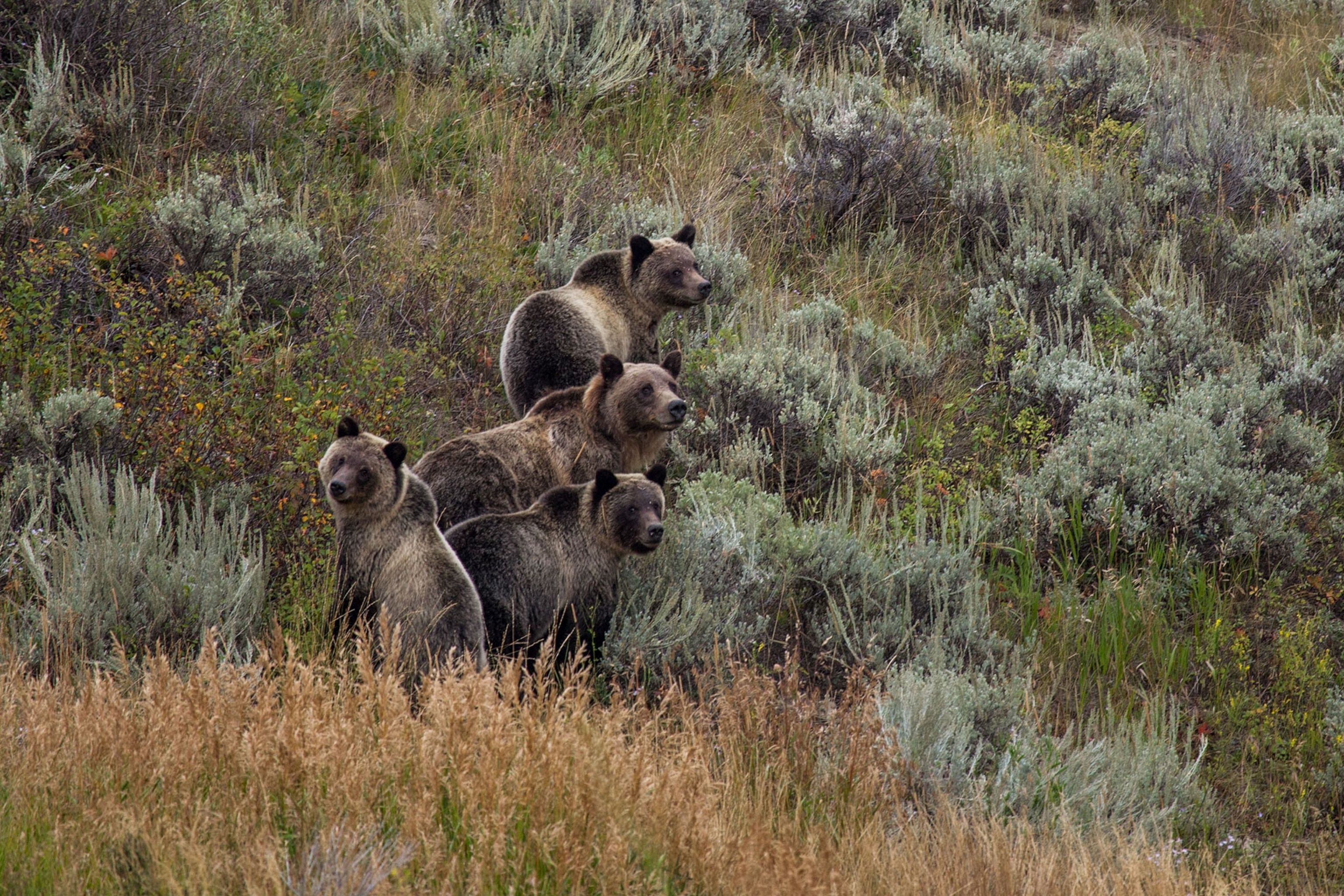 a grizzly bear in Yellowstone National Park