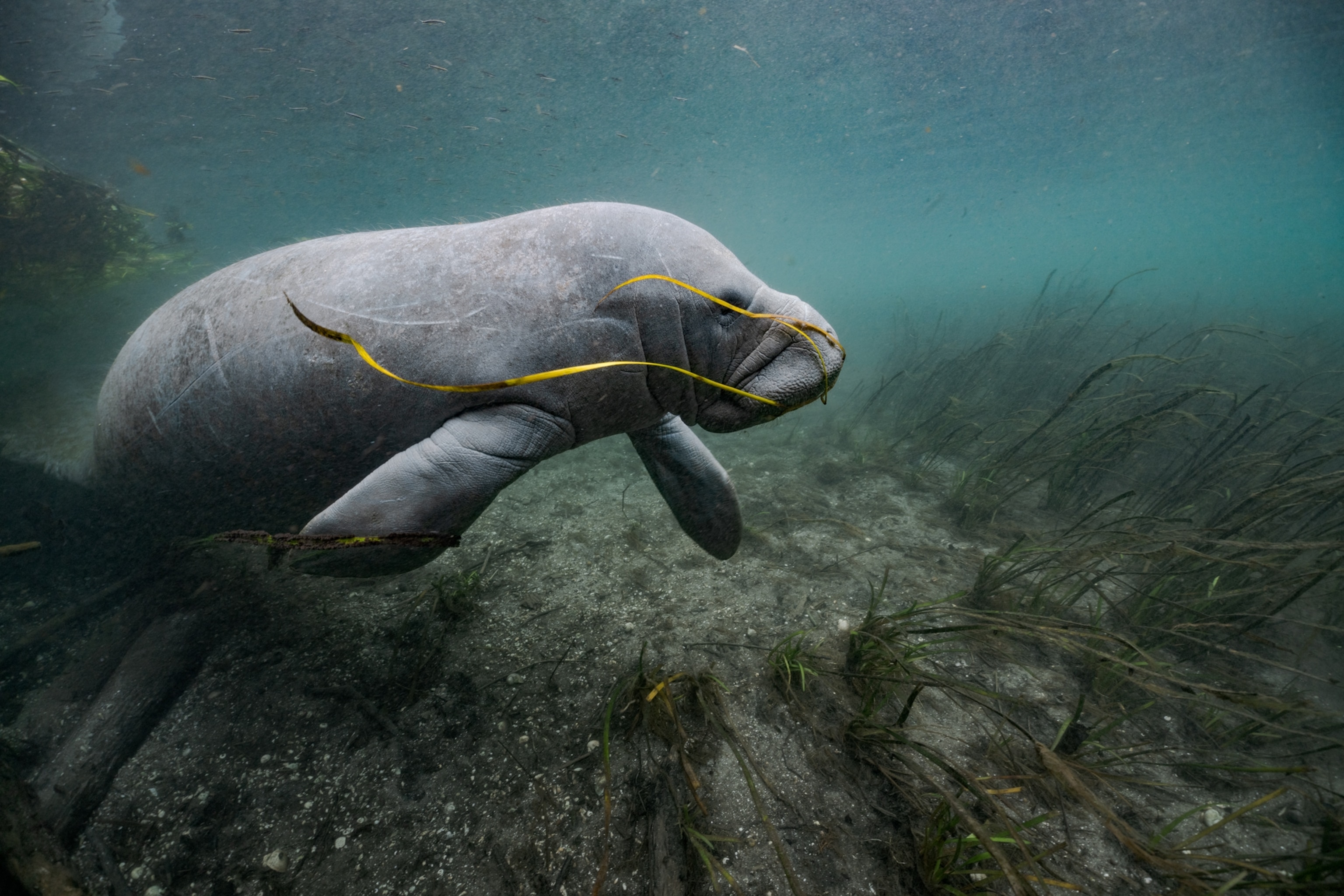 Picture of a manatee with a long ribbon of seaweed in its moth hanging out the side along its body as it swims.
