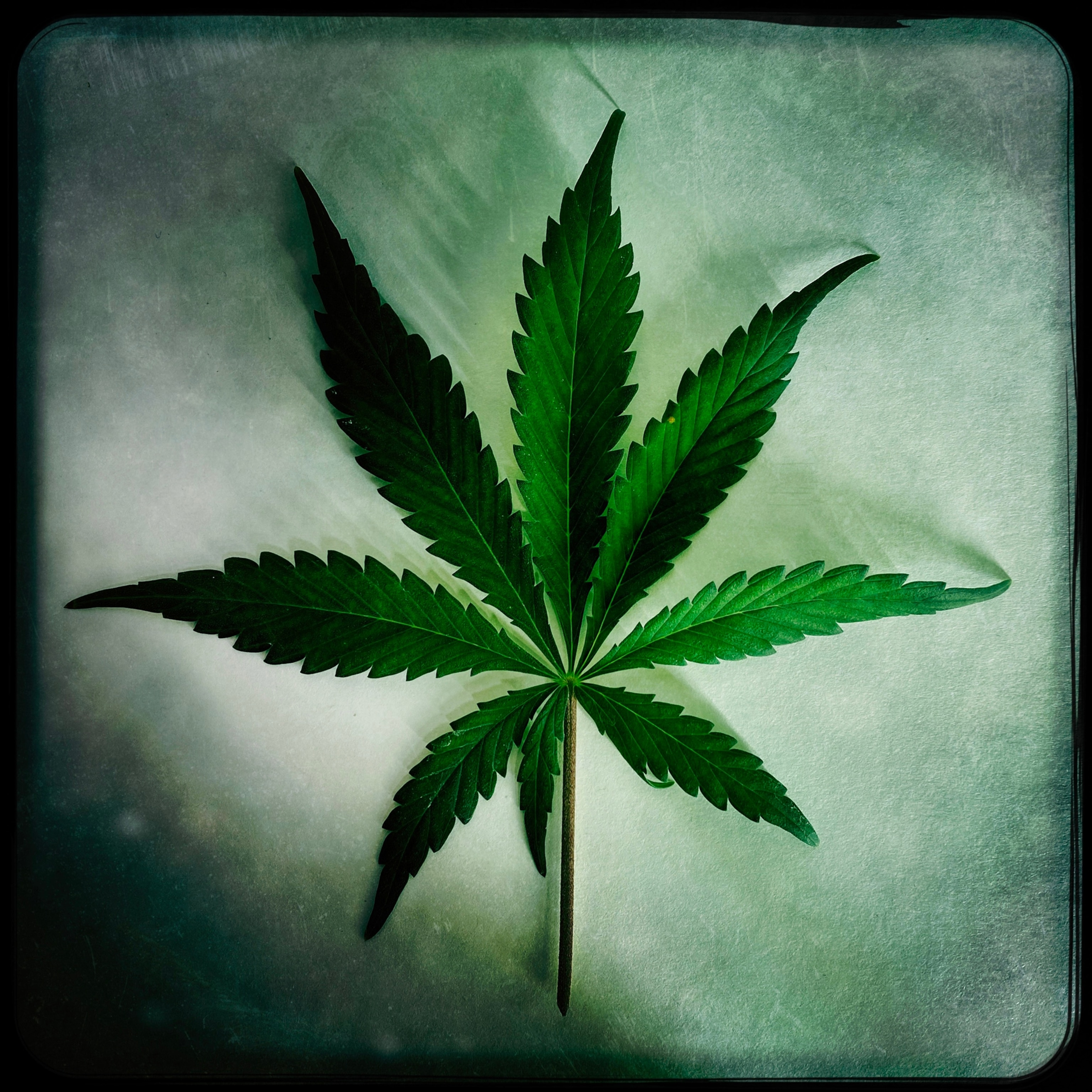 Marijuana leaf