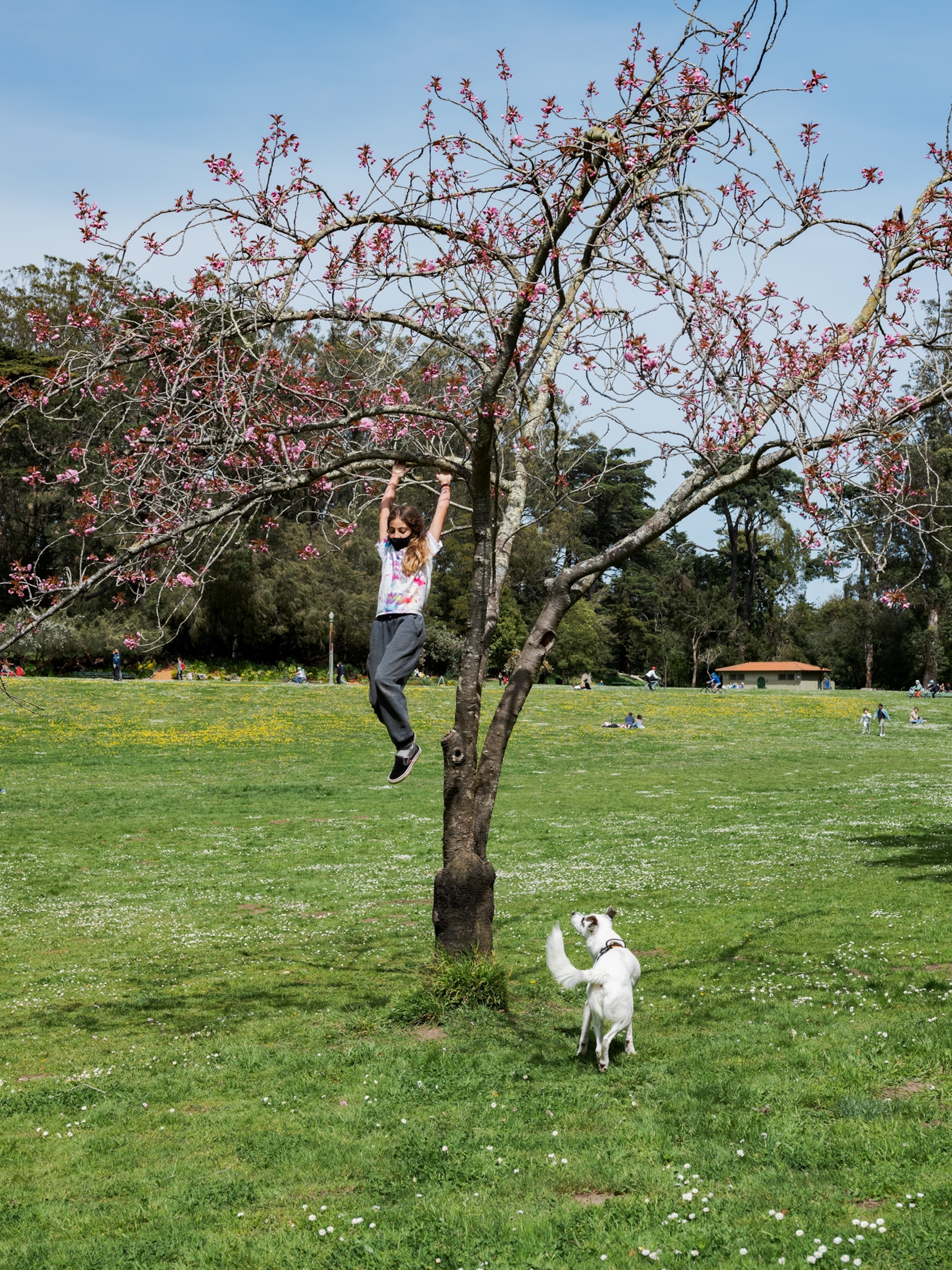 A girl hangs on a tree branch in Golden gate Park, Pioneer East meadow
