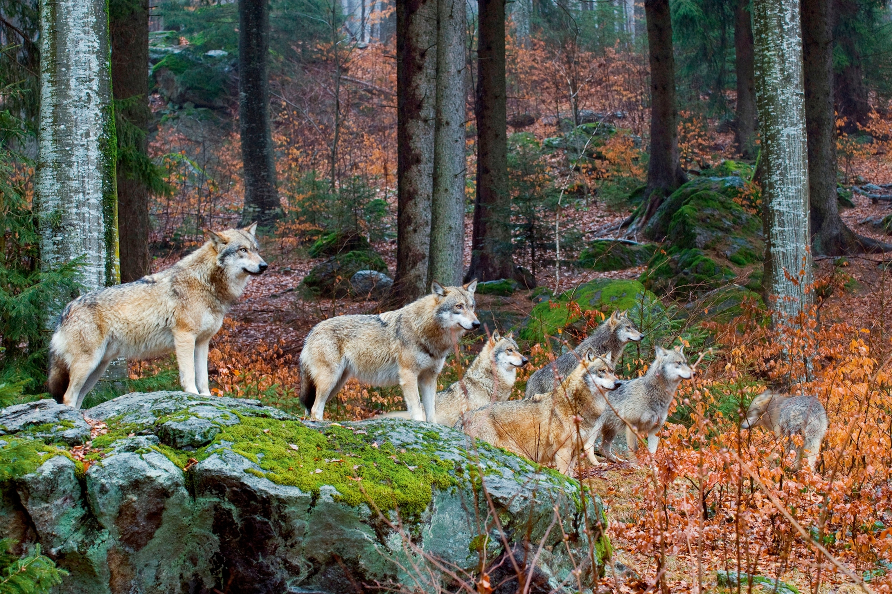 A pack of European wolves in a forest in autumn time.