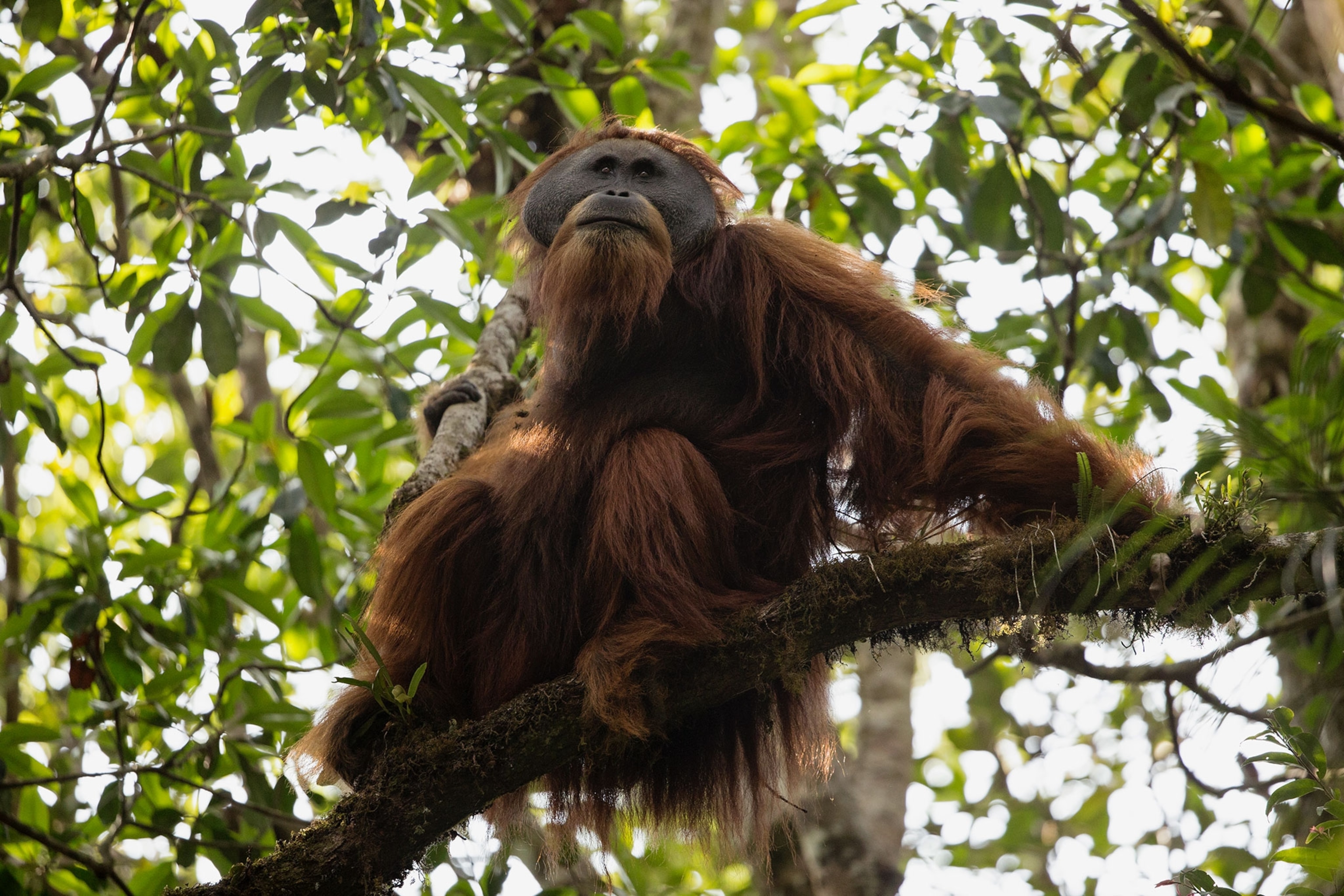 an orangutan
