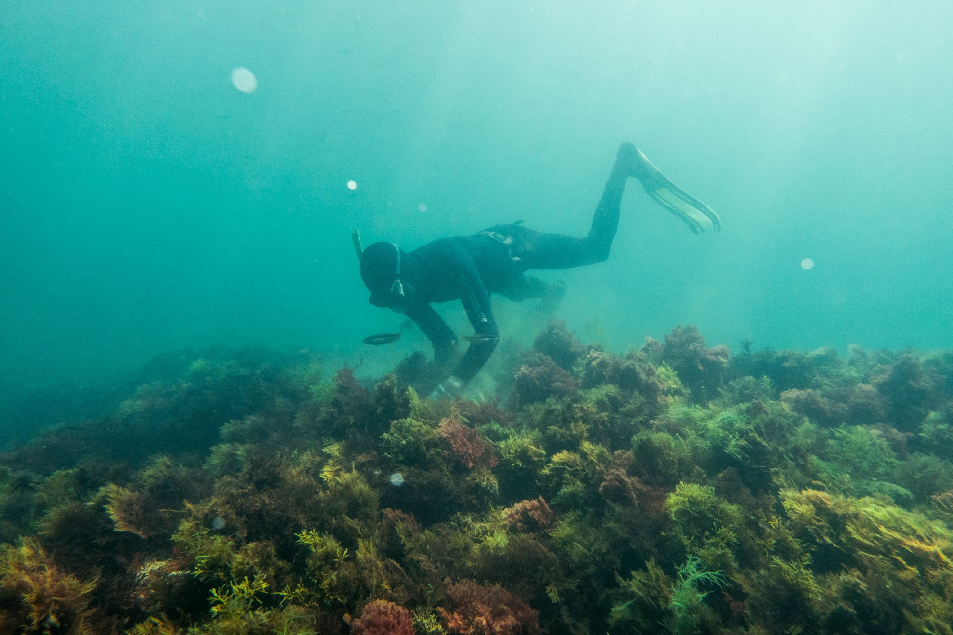 a diver searching for sea cucumbers in Morocco