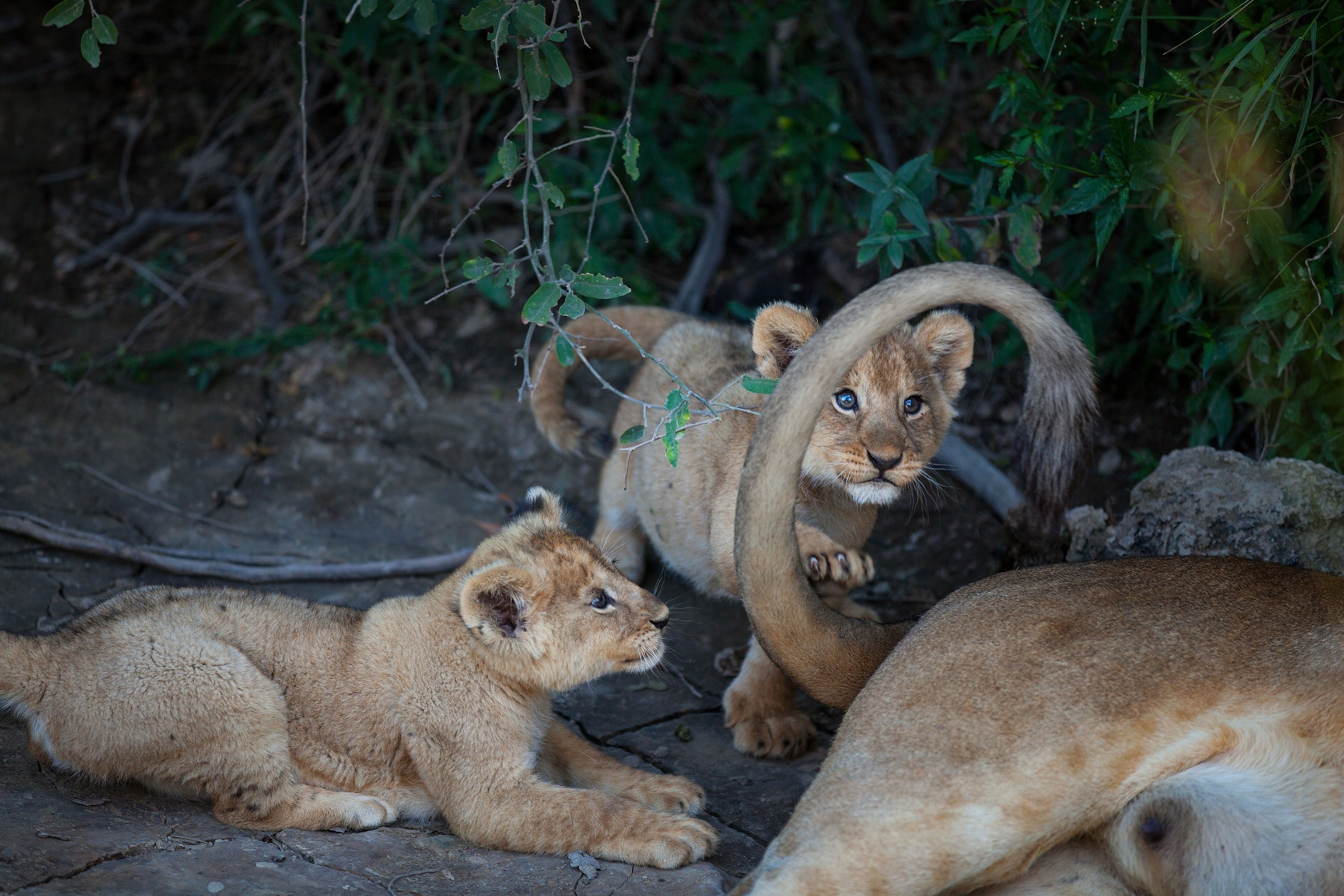 a pair of lion cubs playing with their mother's tail