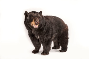 an American black bear