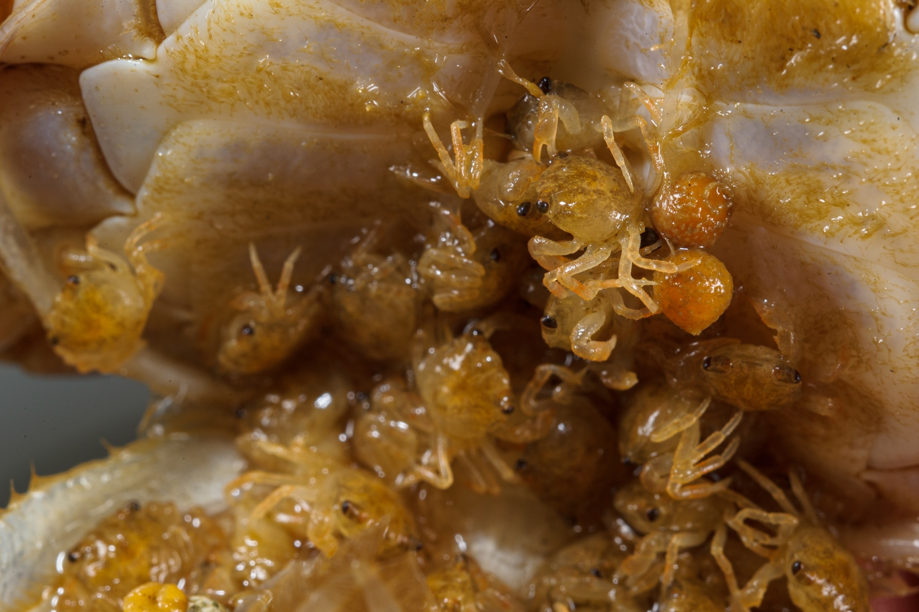 tongs of young crabs in their mothers pouch.