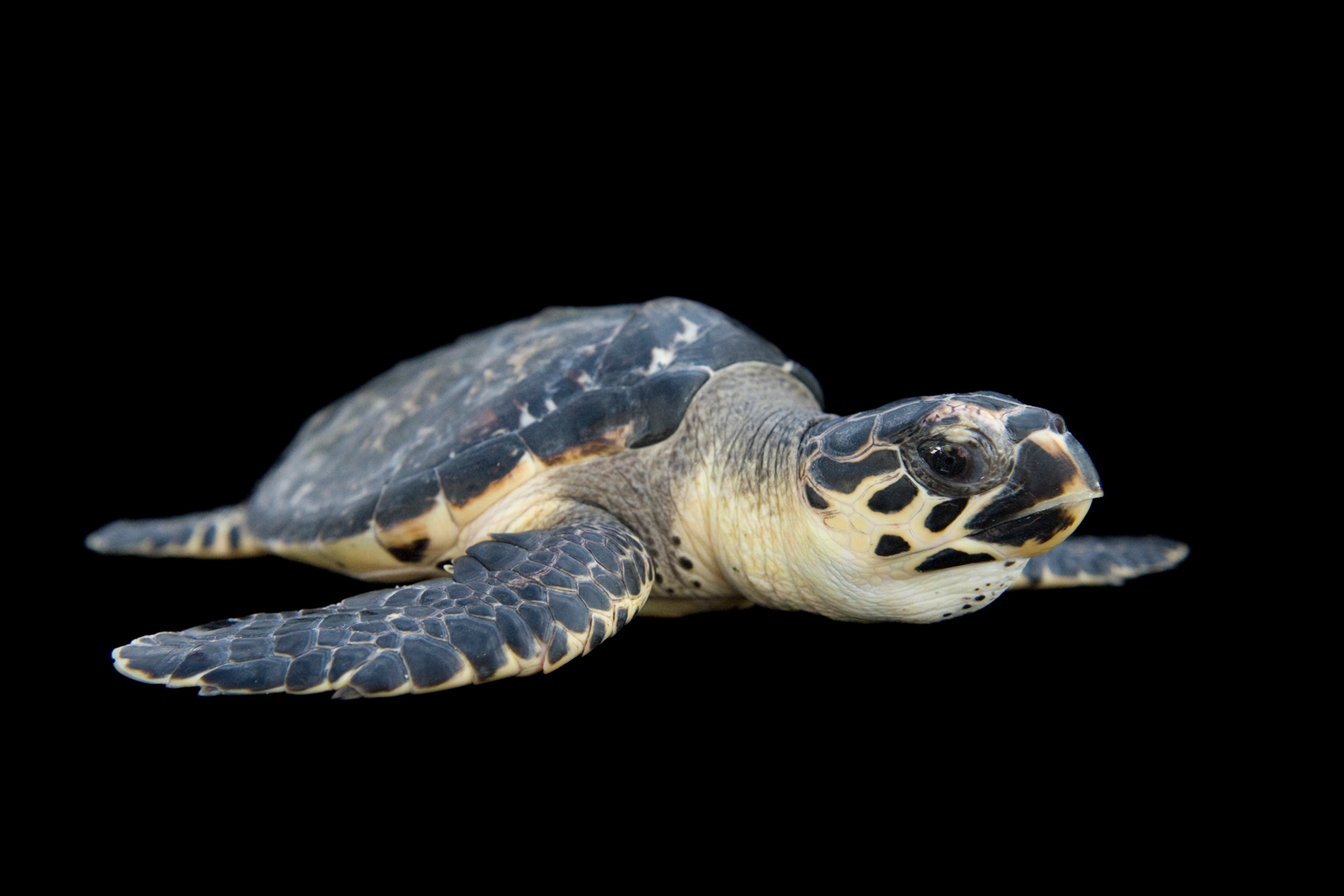 a hawksbill turtle