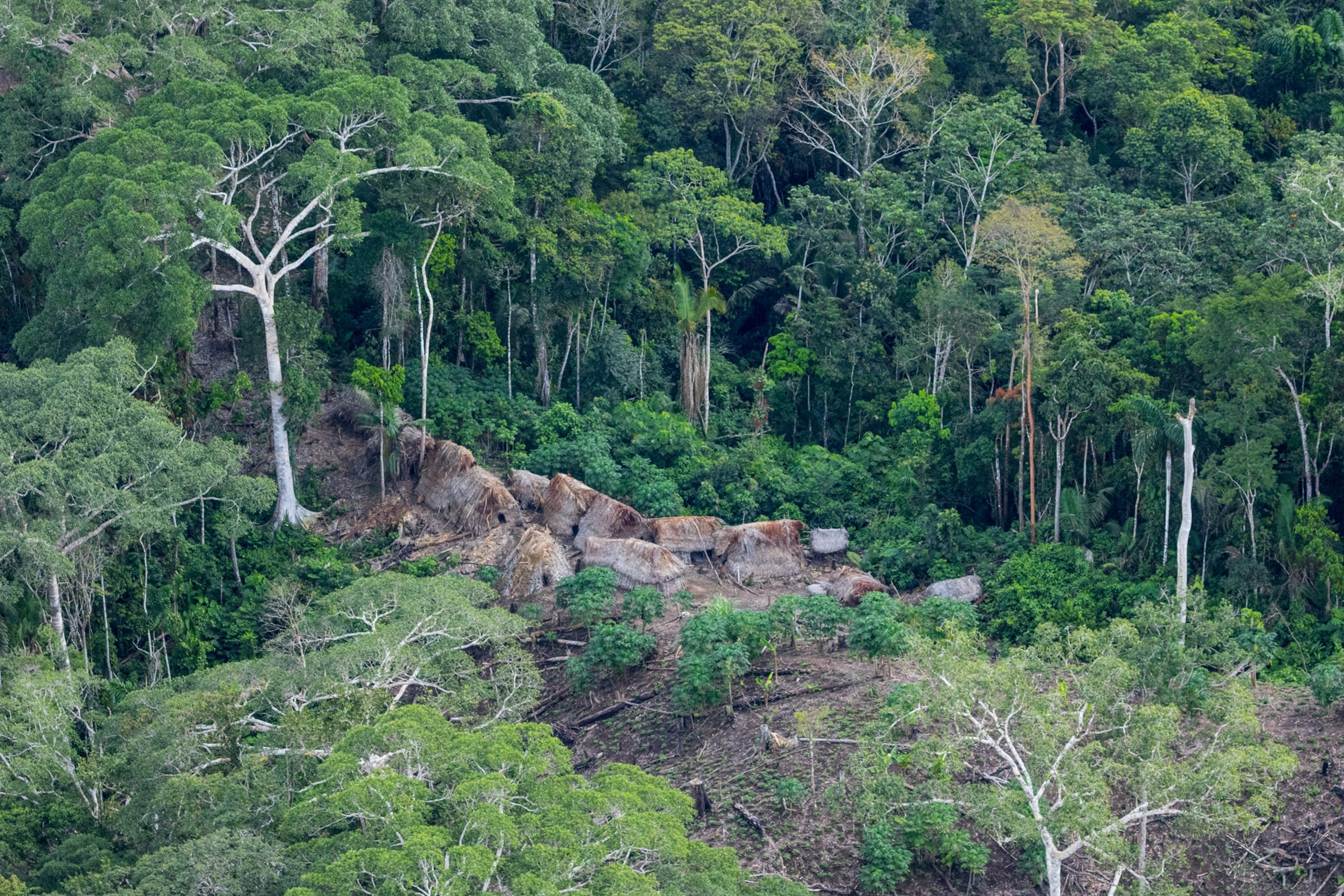 brown huts in a lush forrest from an aerial from