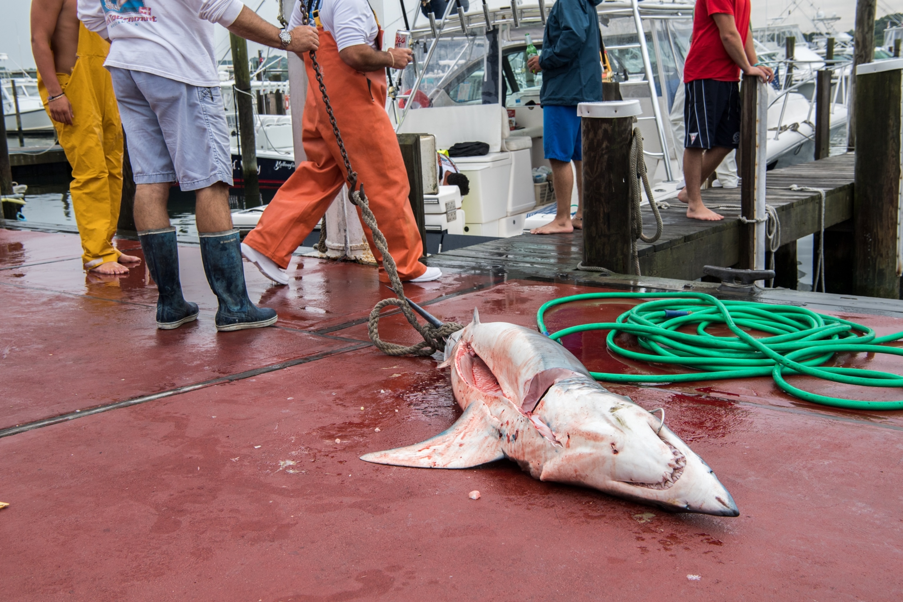 a shortfin mako shark gutted on a dock