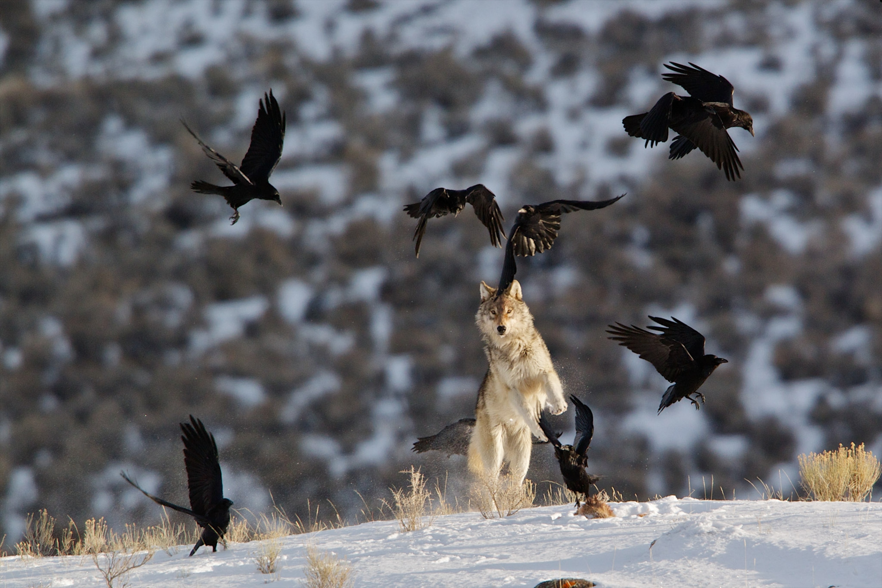 A gray wolf jumps at the ravens to scare them off its food.