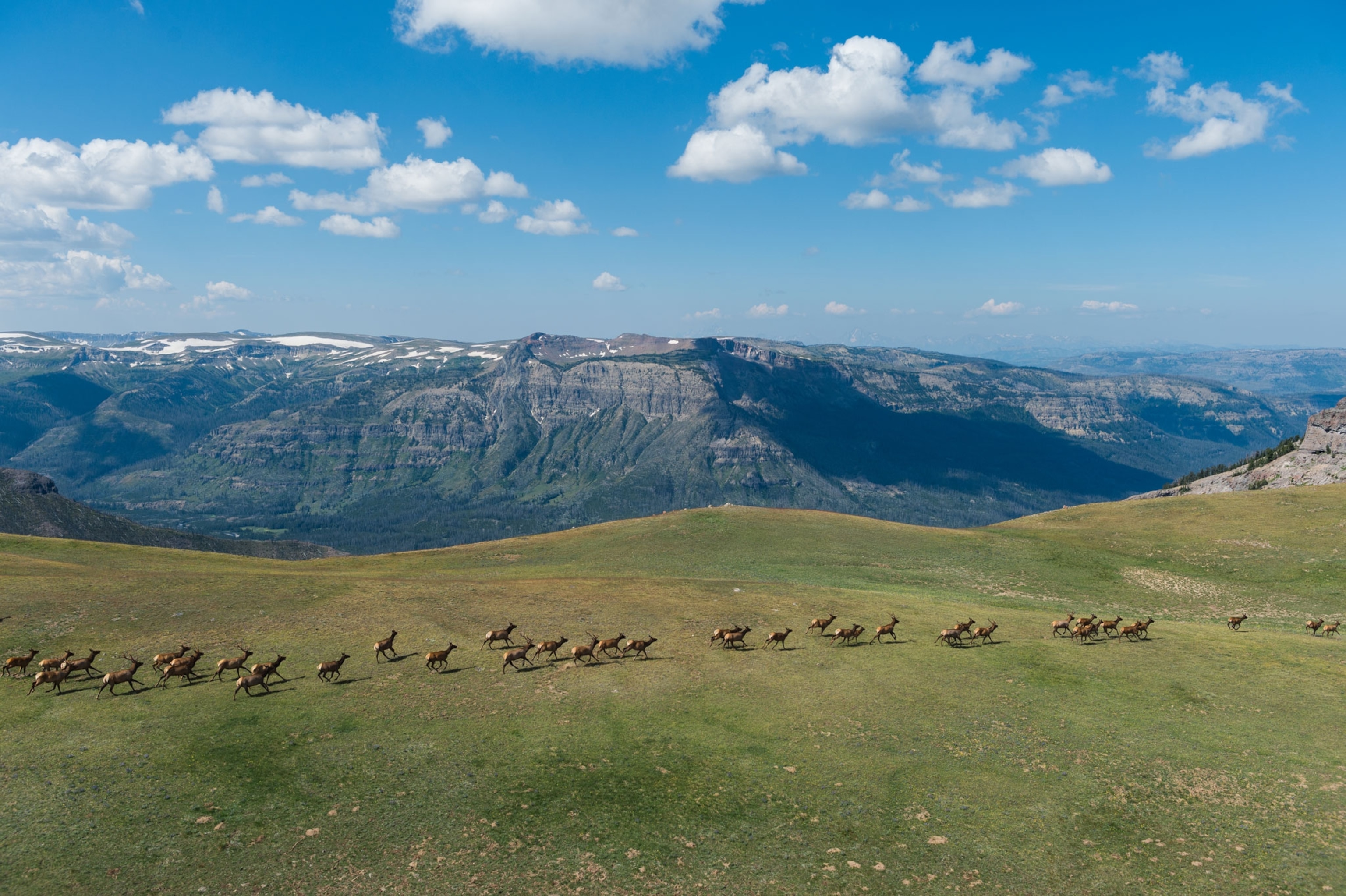 a Yellowstone National Park herd of elk