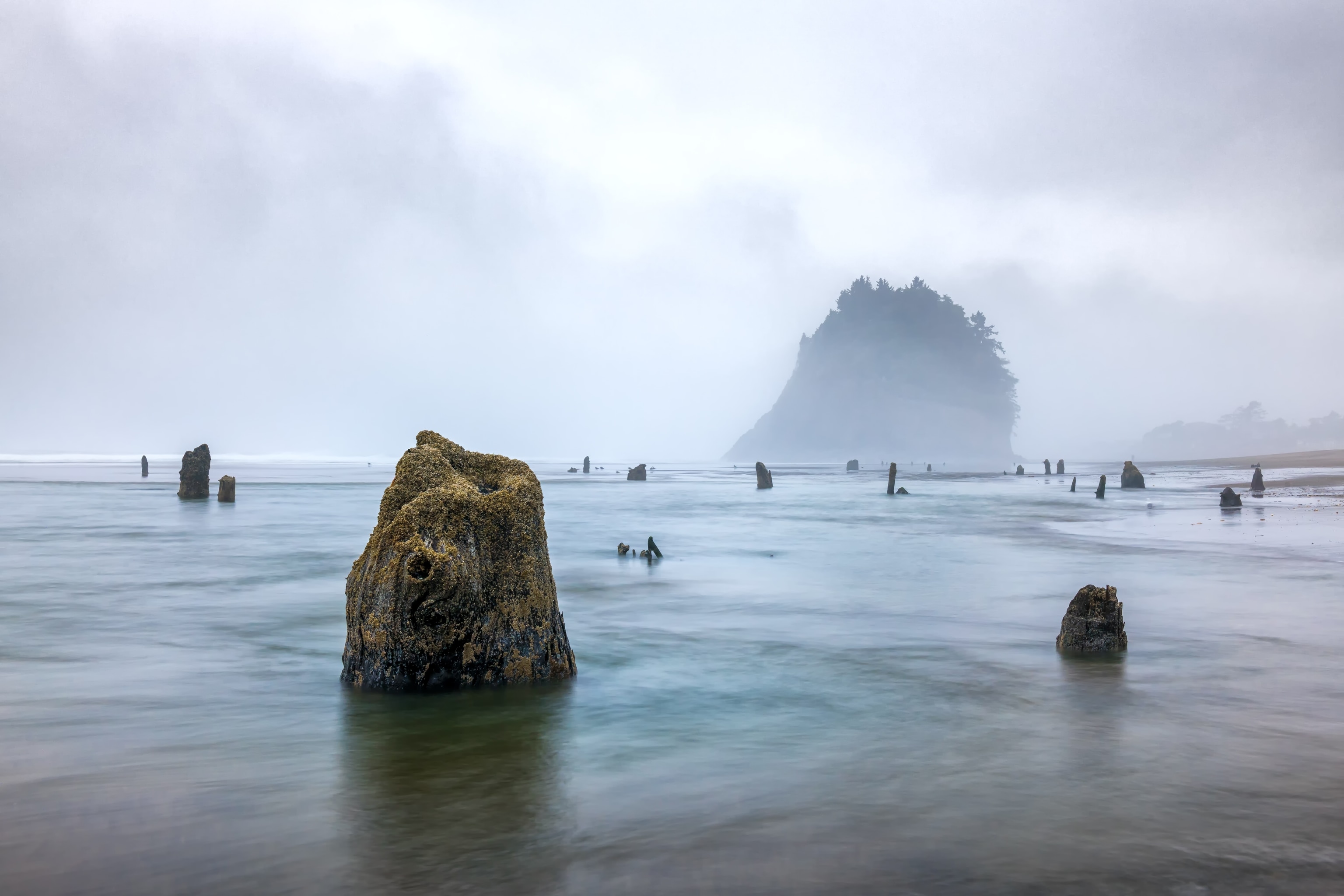 Ghost Forest in Neskowin, Oregon