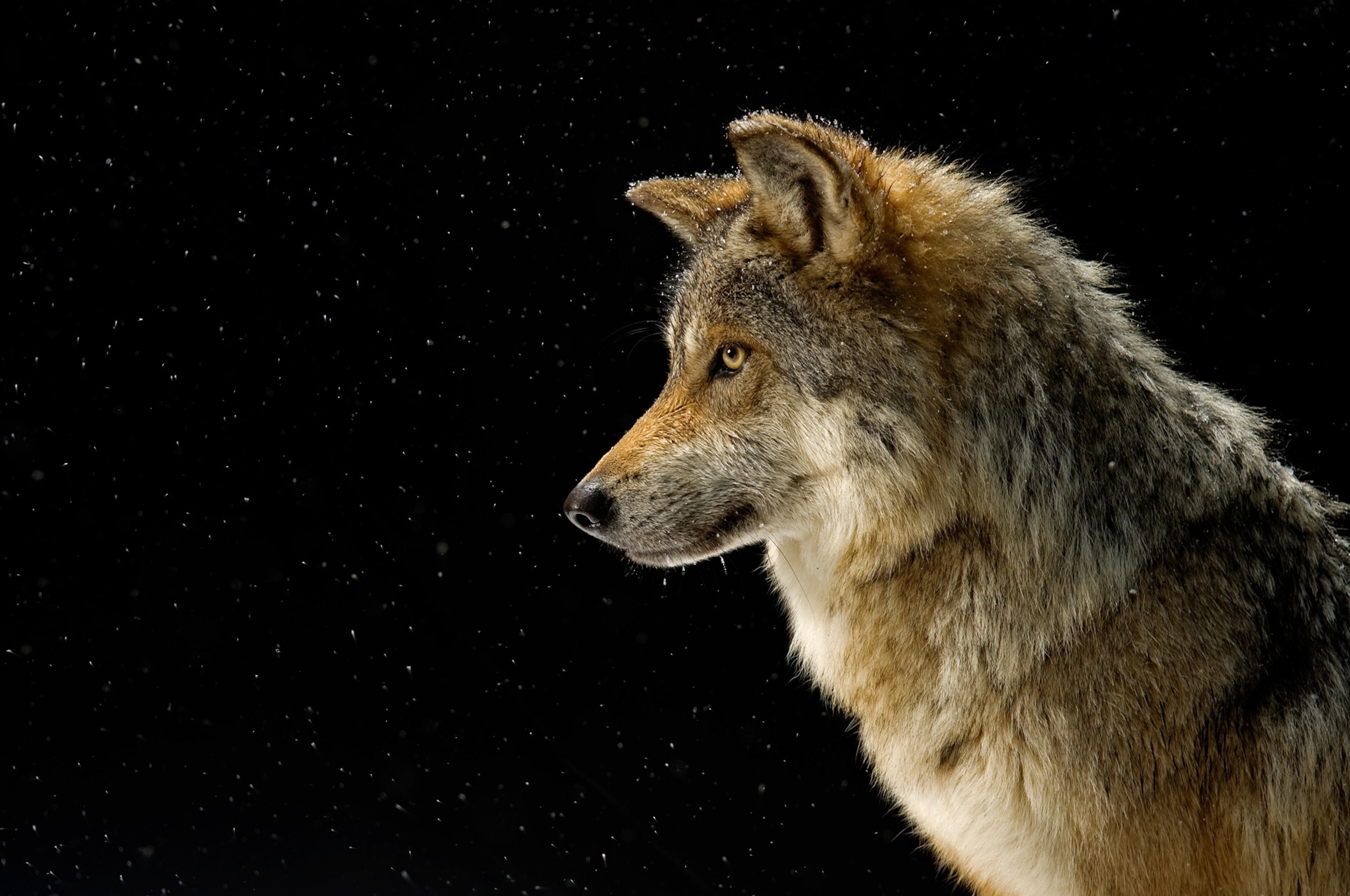 A grey wolf with bits of snow falling around it on a black background.