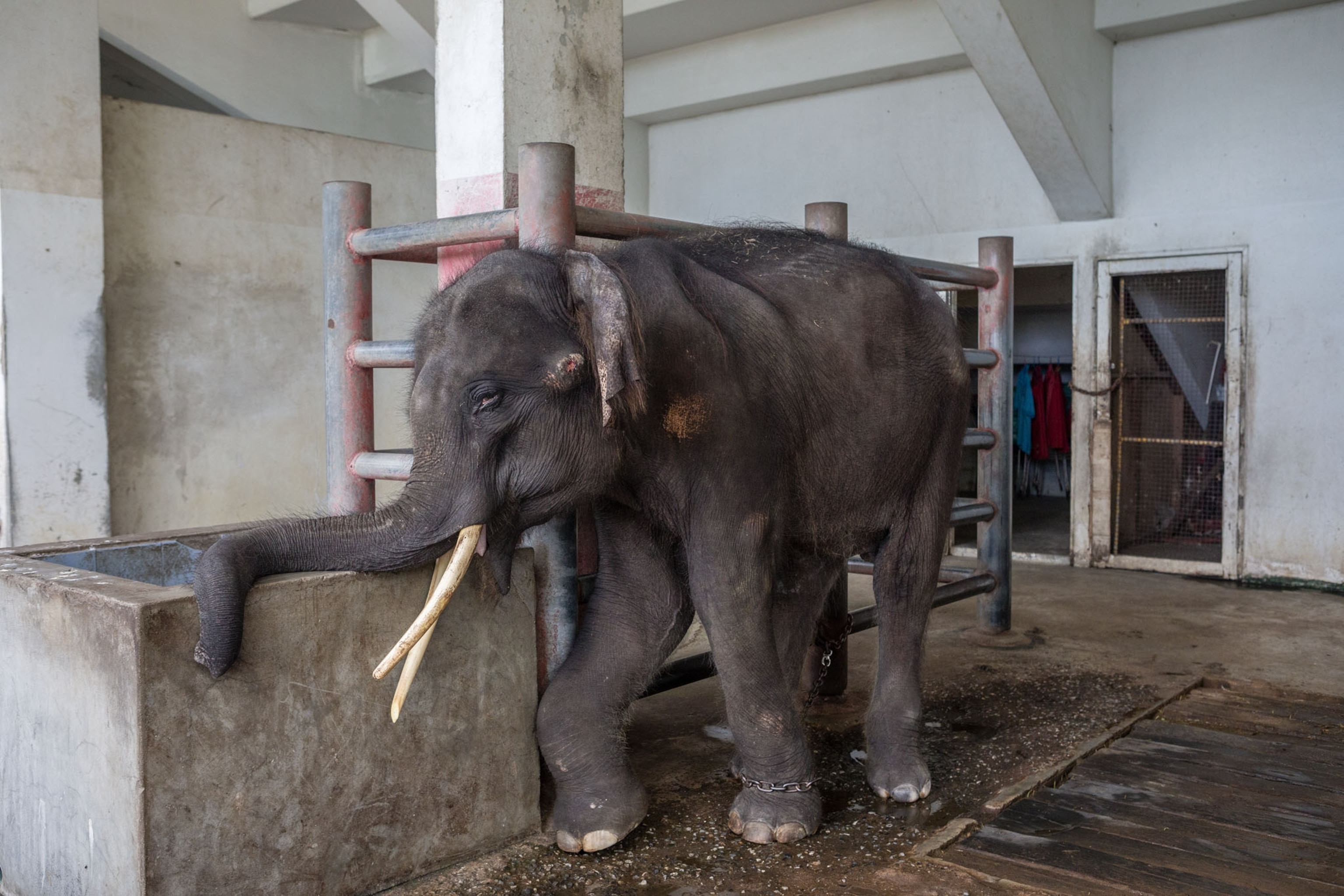 a sick and injured elephant