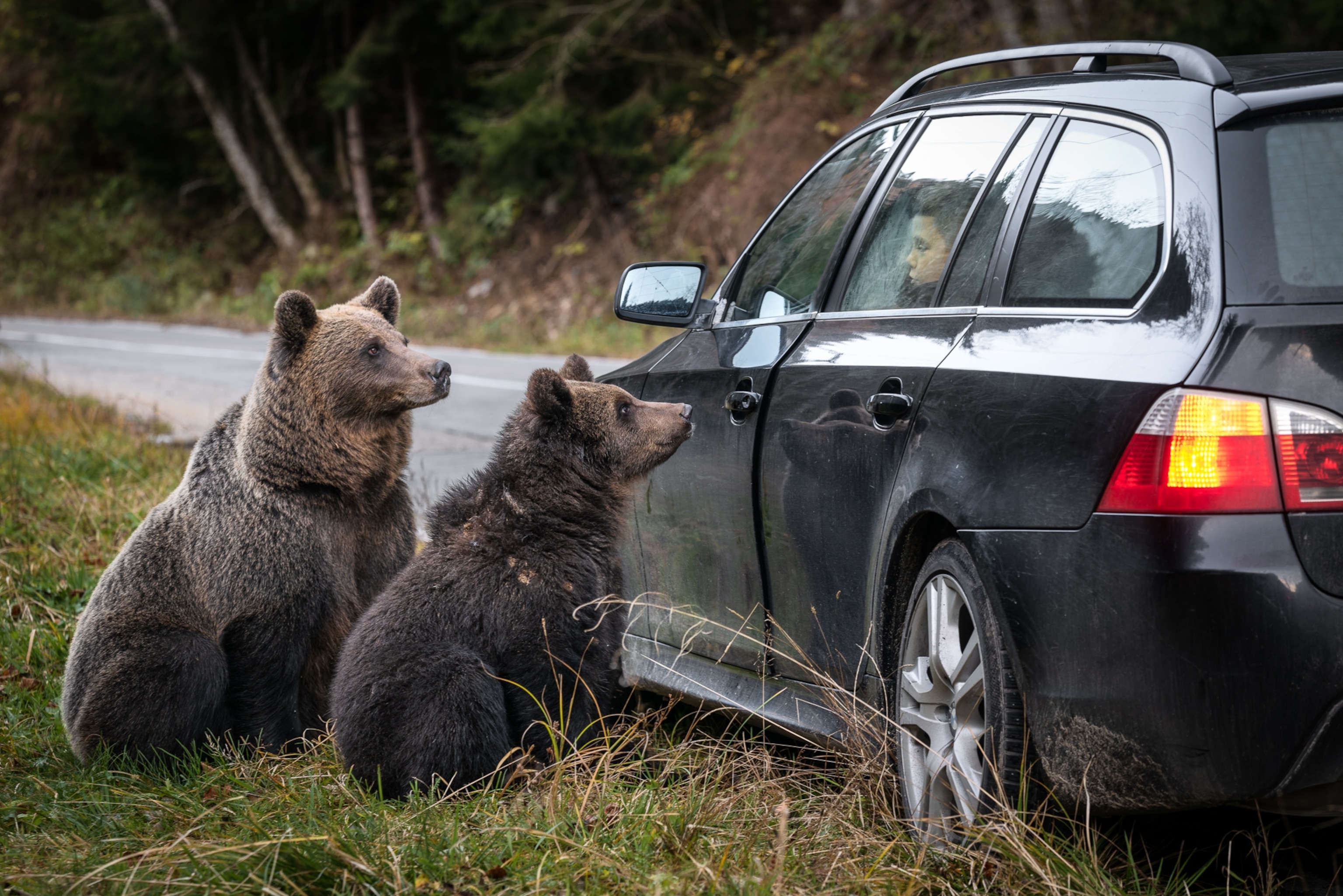 Two bears look inside a window.