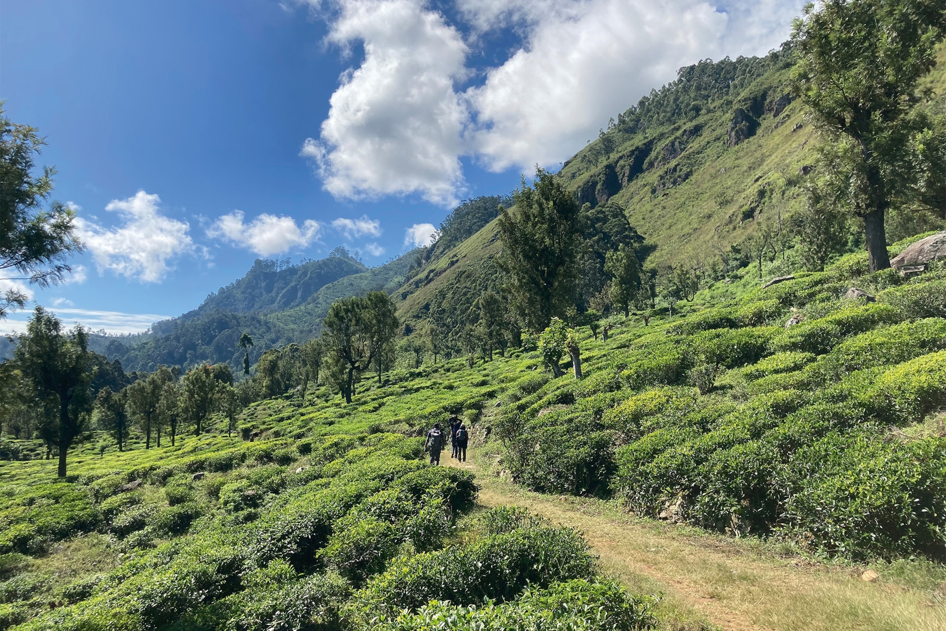 The trail takes hikers high into the leafy hill country.