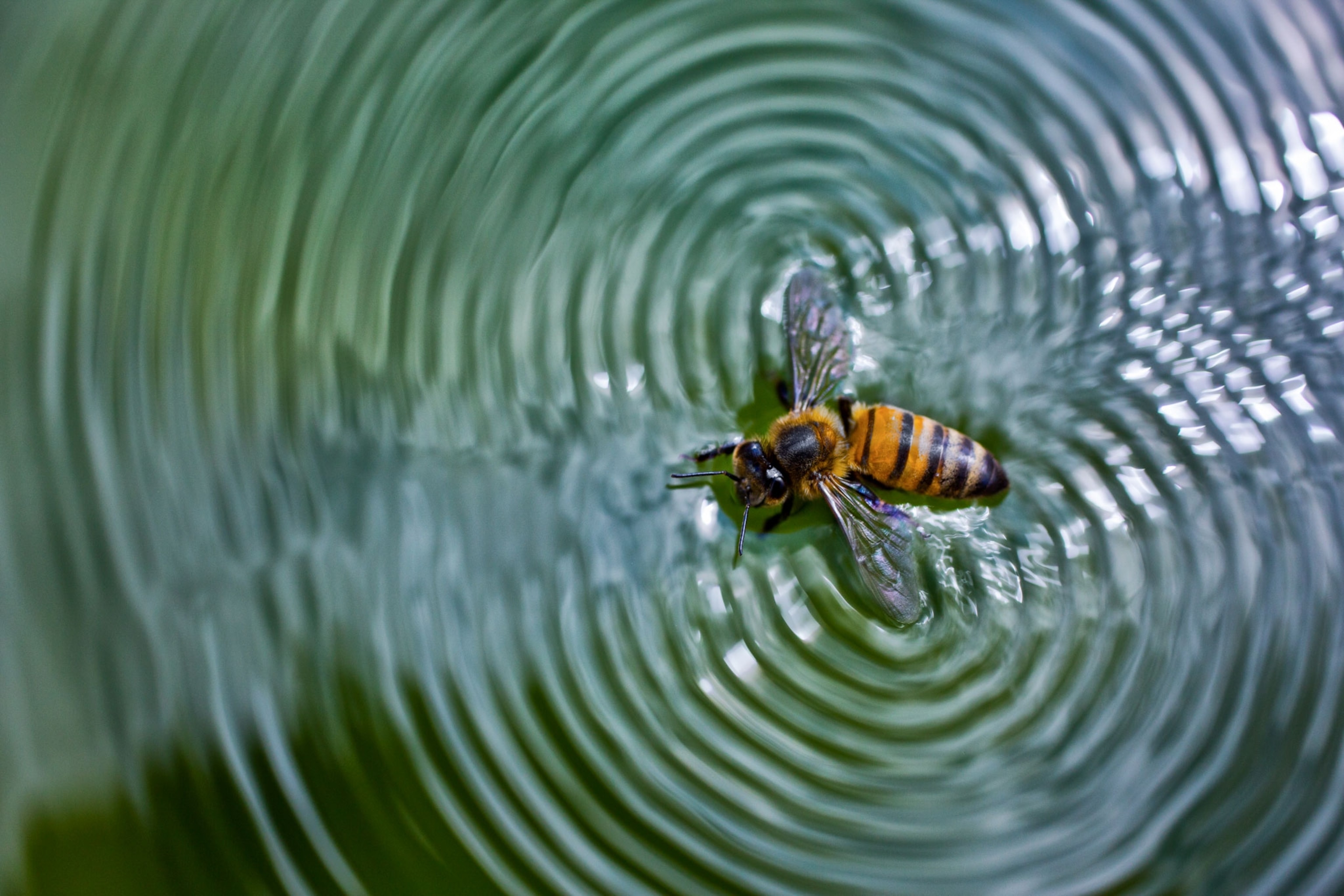 honeybee floating on water