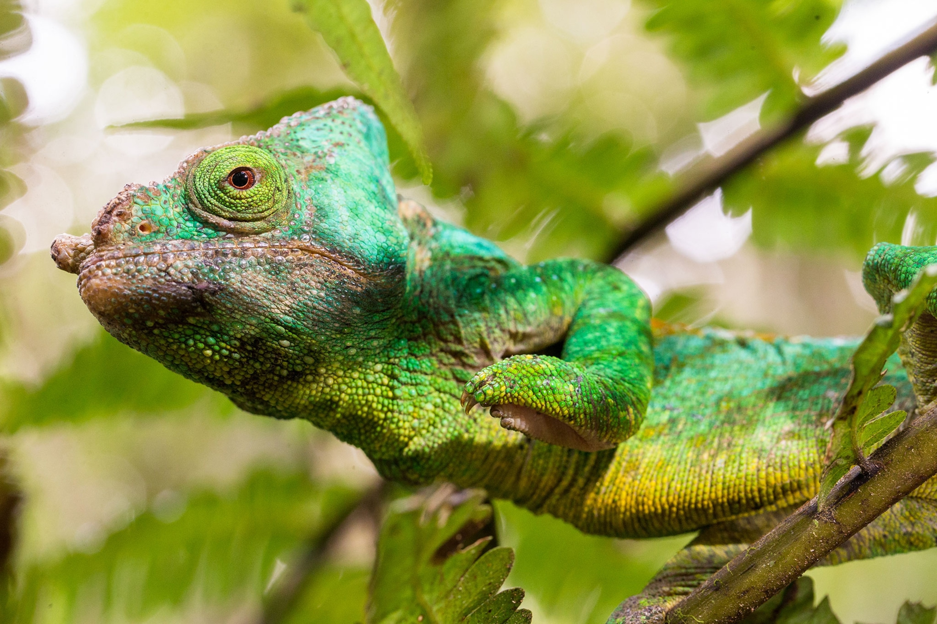 a Parson's chameleon in Madagascar