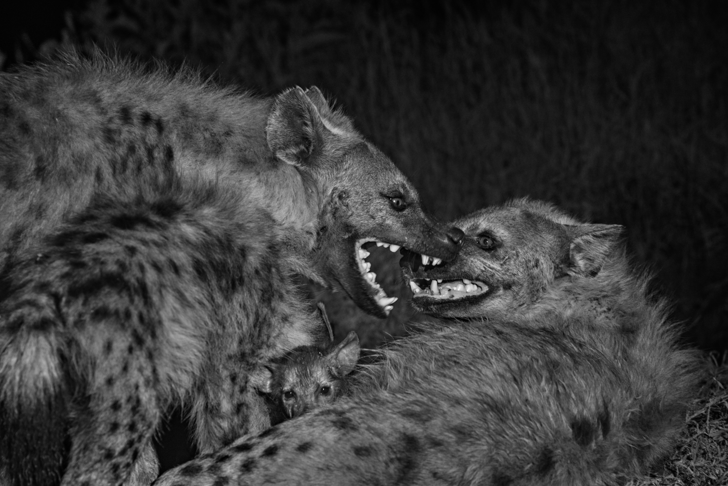 Spotted Hyenas with their mouths open facing eachother