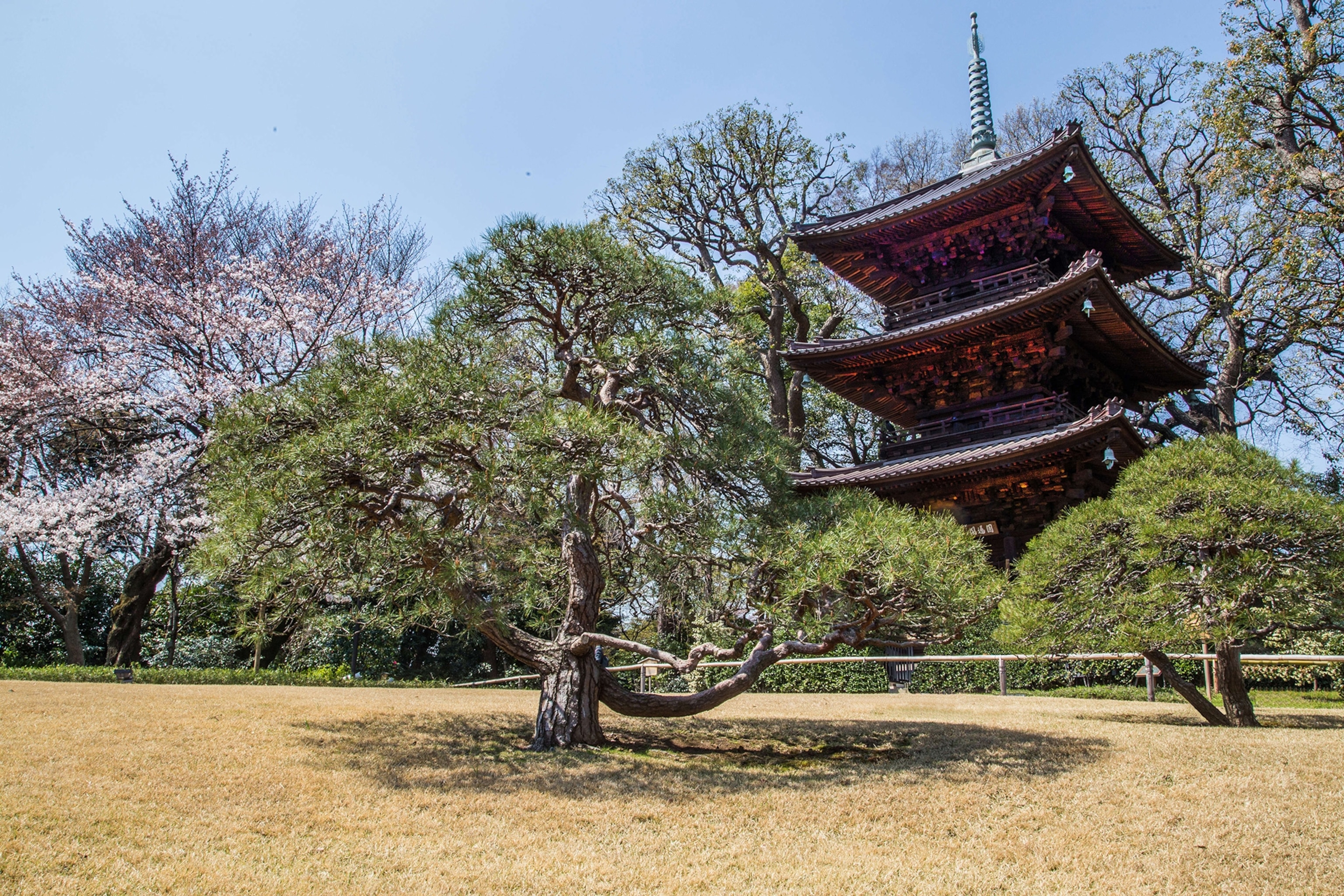 Sakura Cherry Blossoms and Pagoda at Chinzanso.