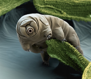 a tardigrade