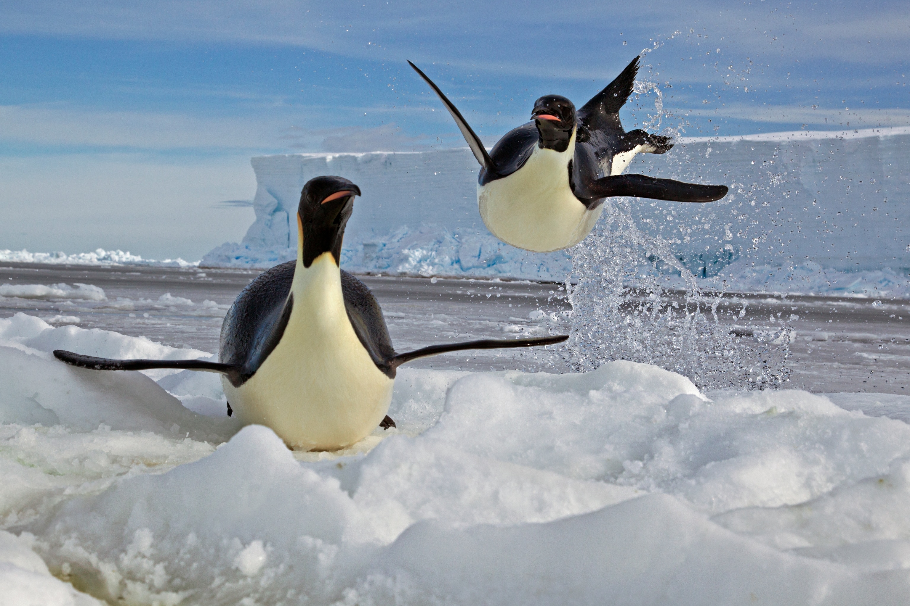 An airborne emperor penguin is pictured at the edge of an ice floe on Cape Washington, Ross Sea, Antarctica.