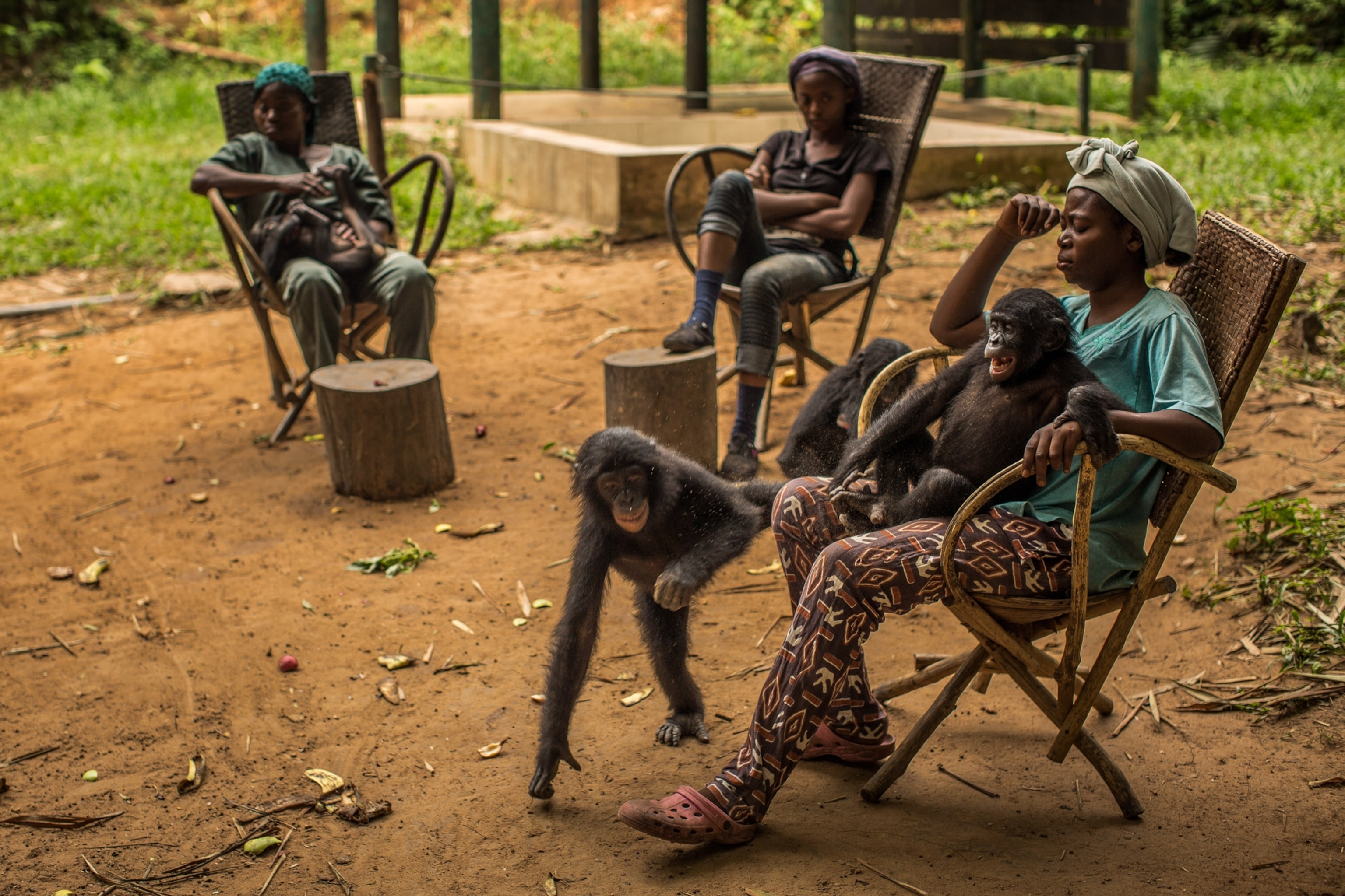 Employees of the Yola Ya Bonobo reserve sit outdoors in wooden chairs as young bonobos sit in their laps and play.