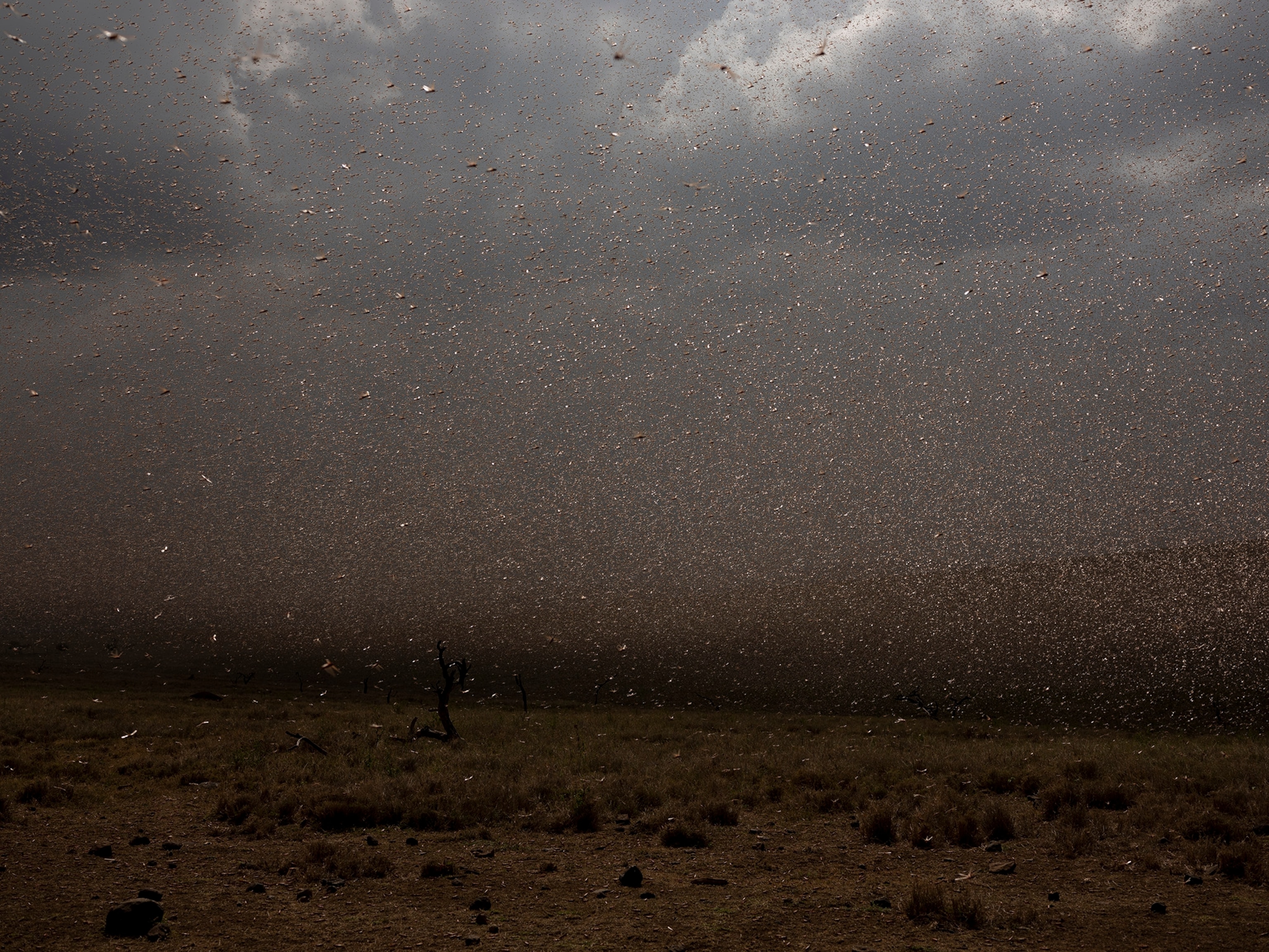Picture of a swarm of locusts against a stormy sky