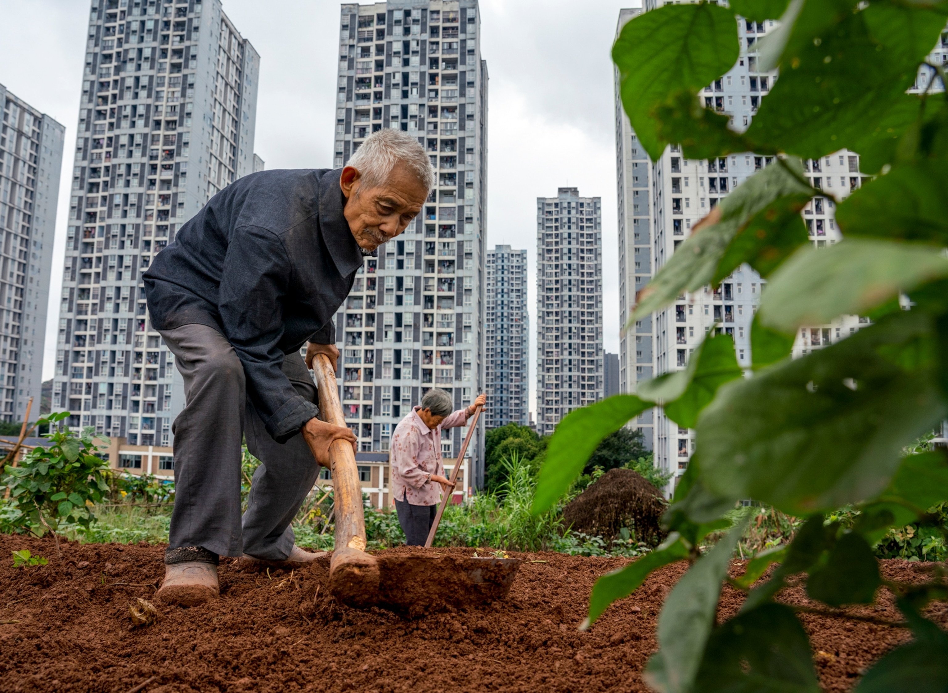 Picture of a man and woman hand plowing the soil in a small field among very tall apartment complexes.
