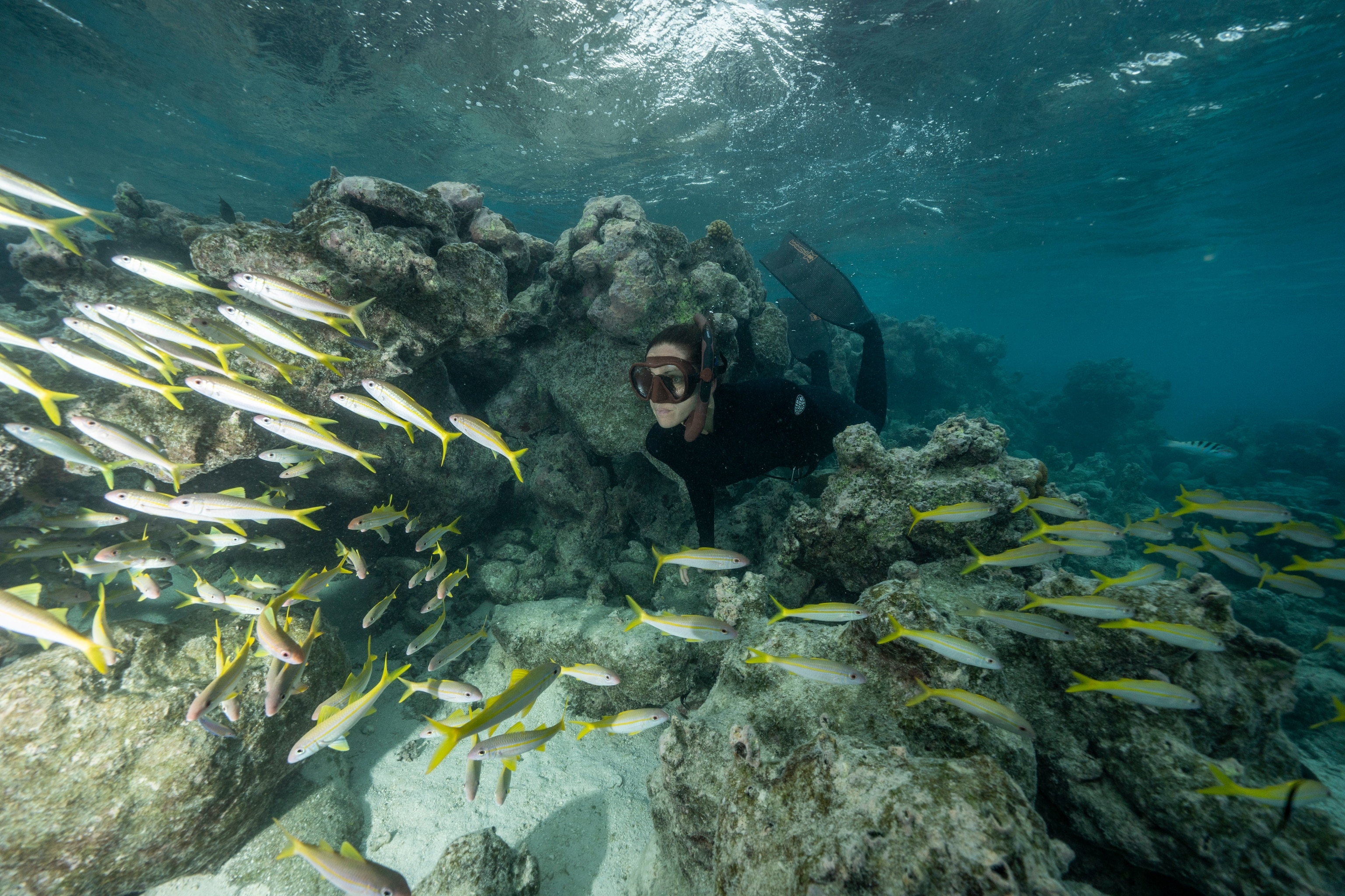 marine biologist free dive snorkels in the lagoons of Rarotonga.