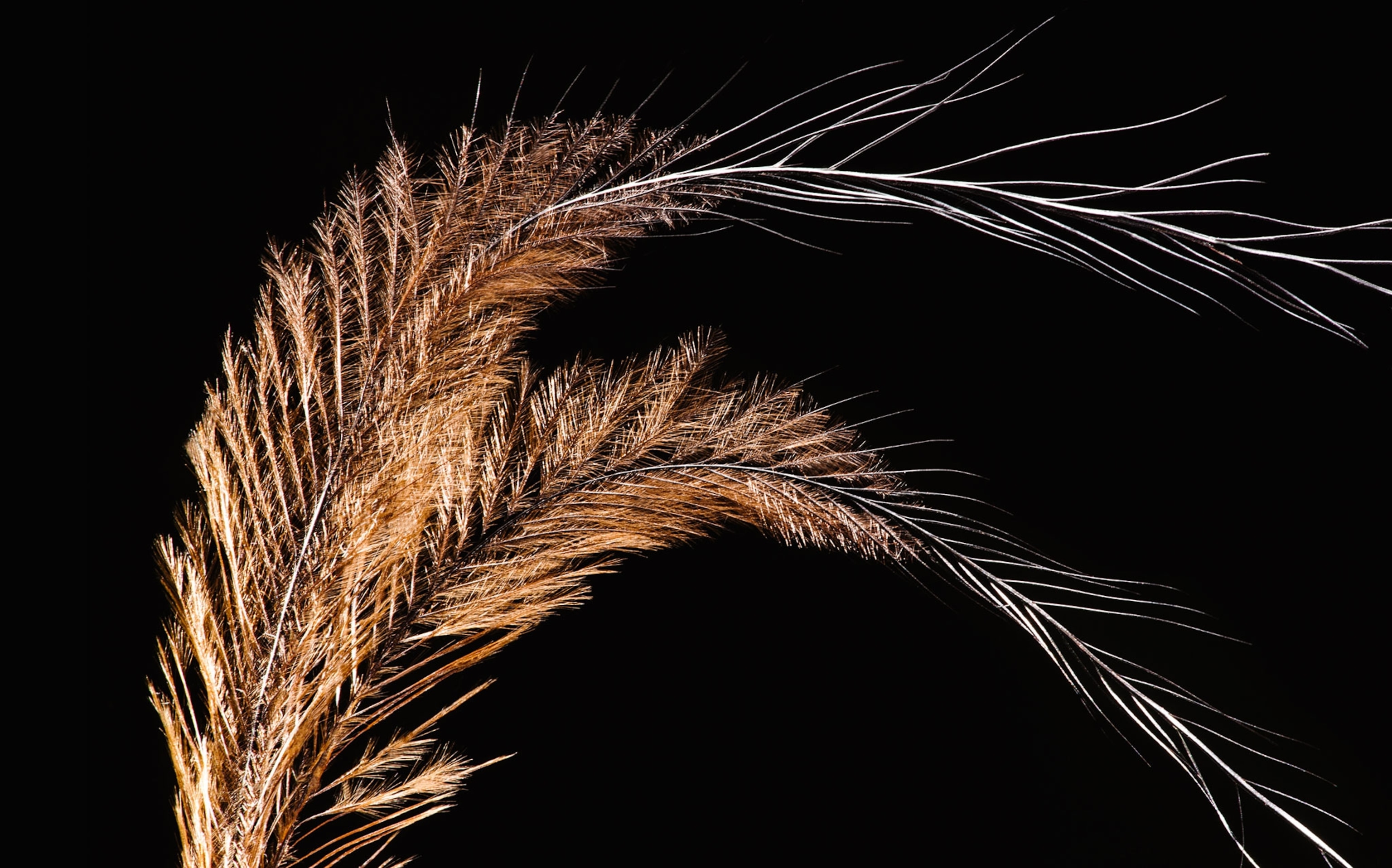 Southern Cassowary feather