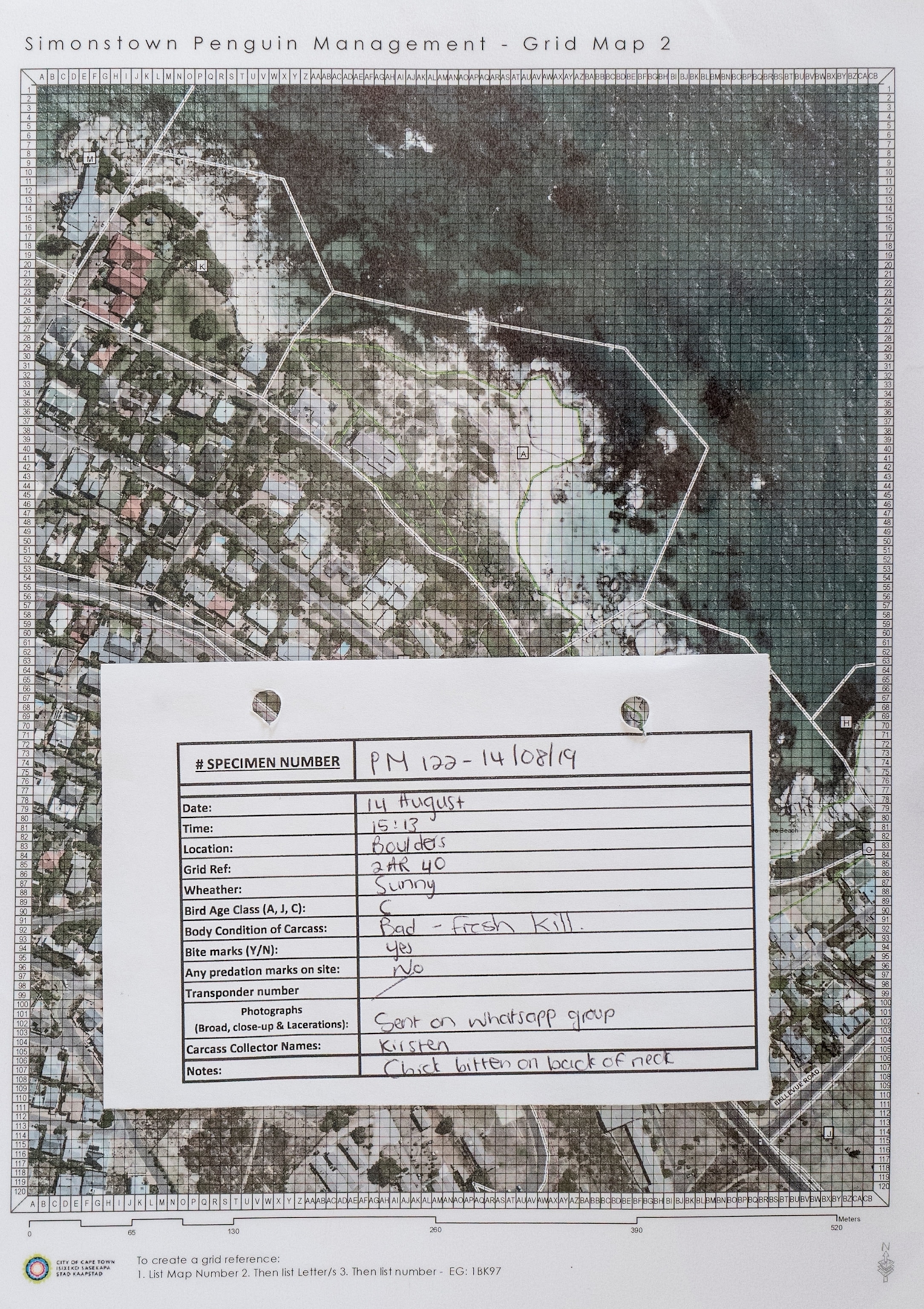 Picture of a report of the City of Cape Town ranger records of an African penguin carcass found on Boulders beach