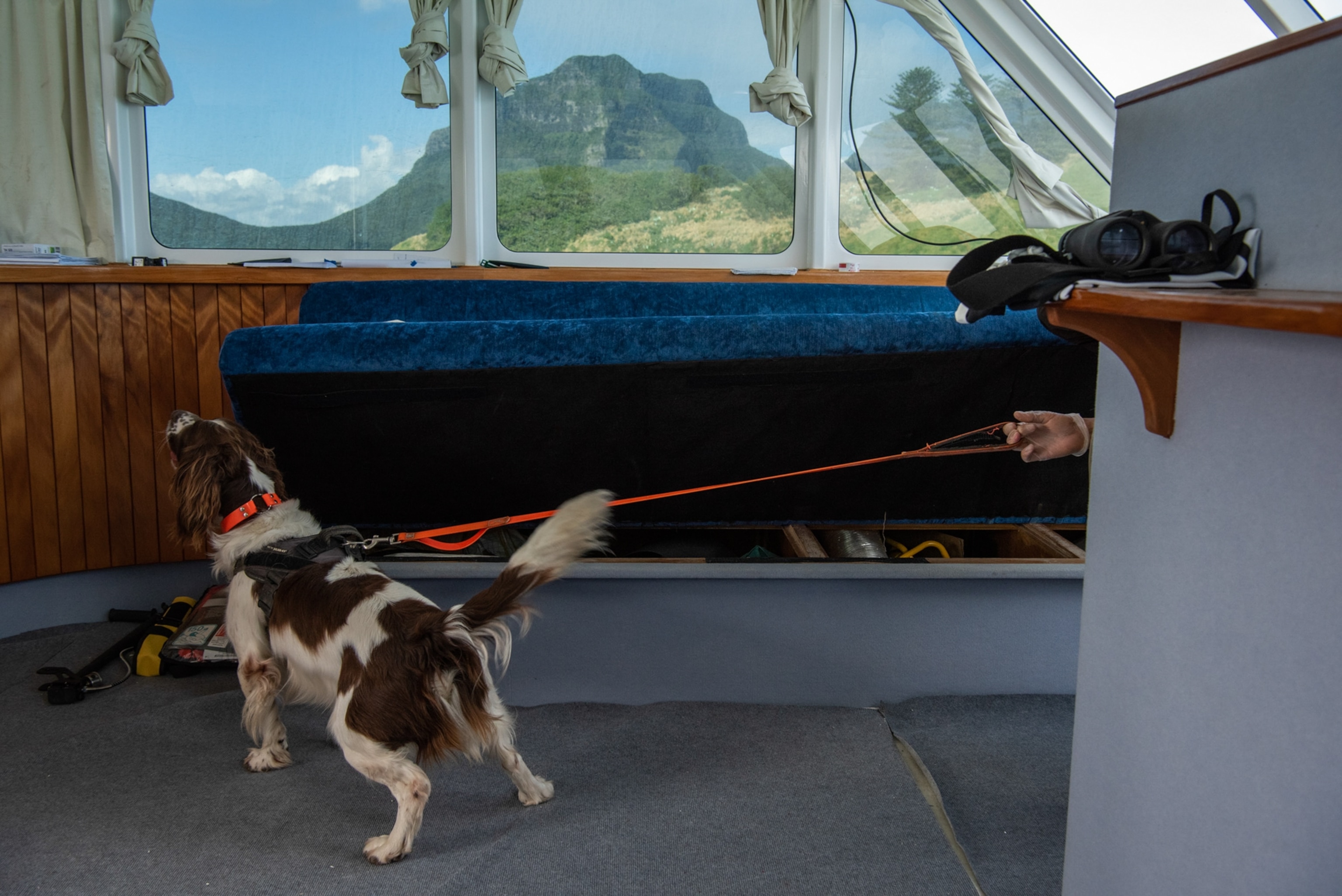 a biosecurity dog inspects a boat