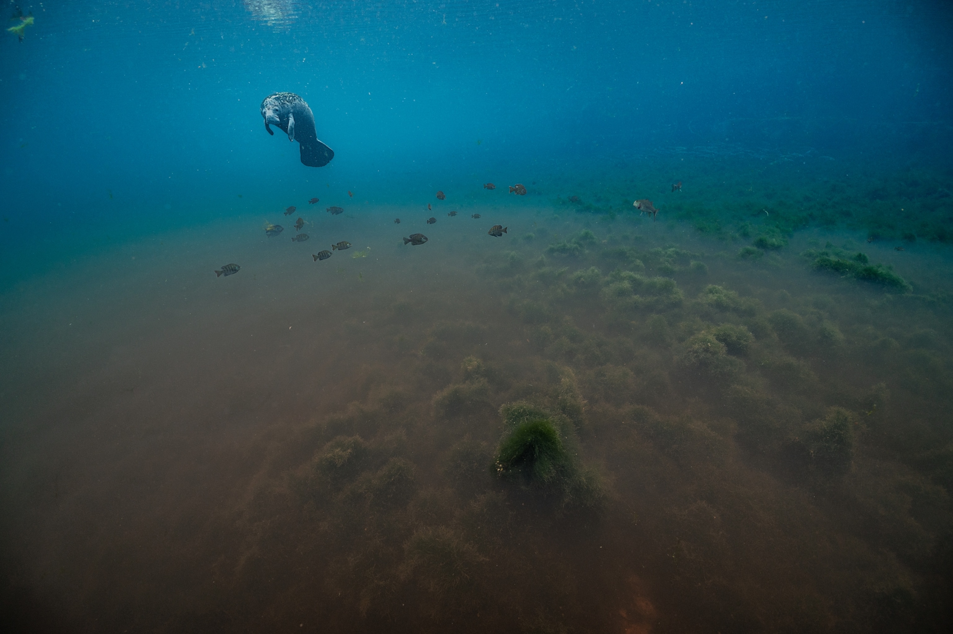 Picture of a manatee underwater in the distance with the sea floor full of short sea grasses and sand being blown around by the moving water.