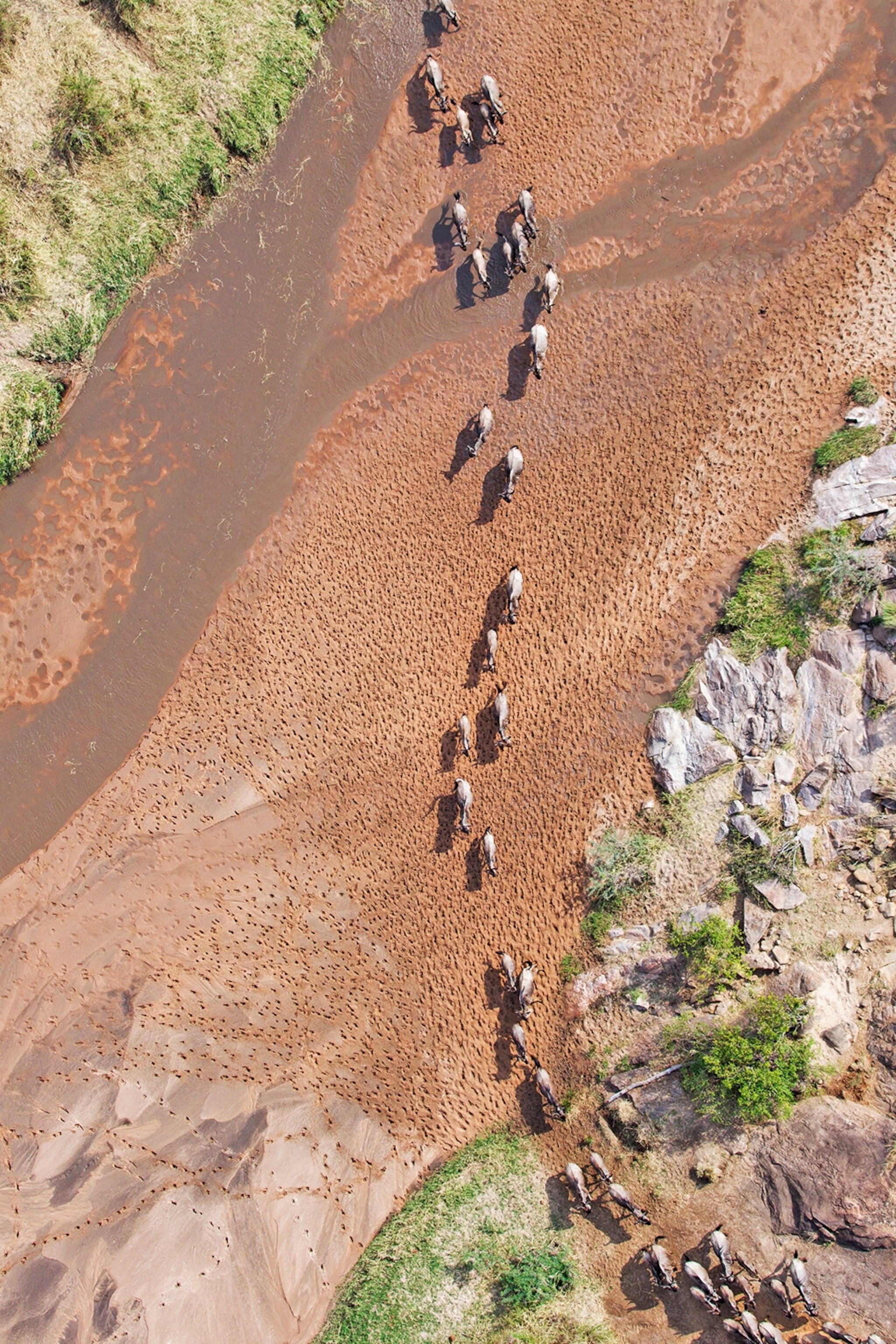 An arial view of wildebeest during the Great Migration.