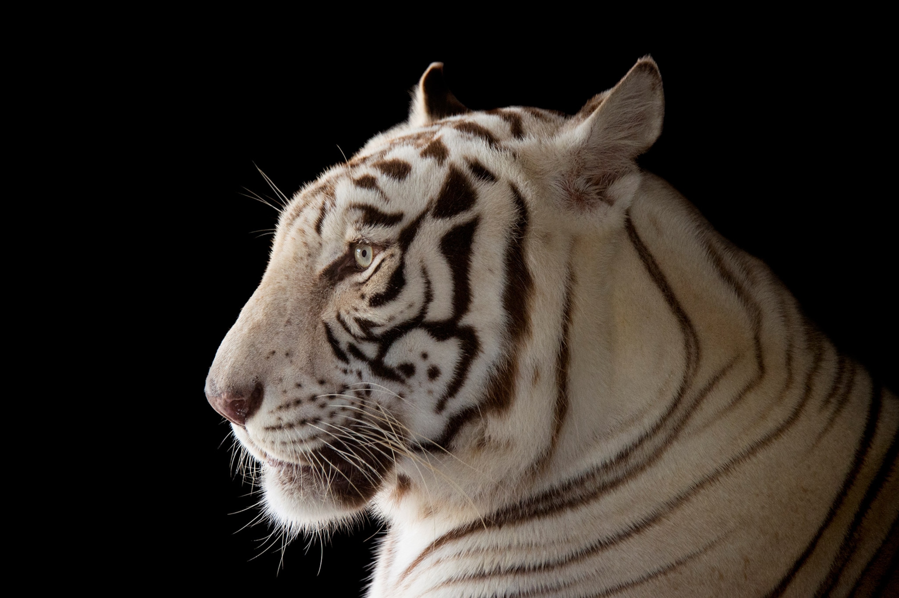 white Bengal tiger