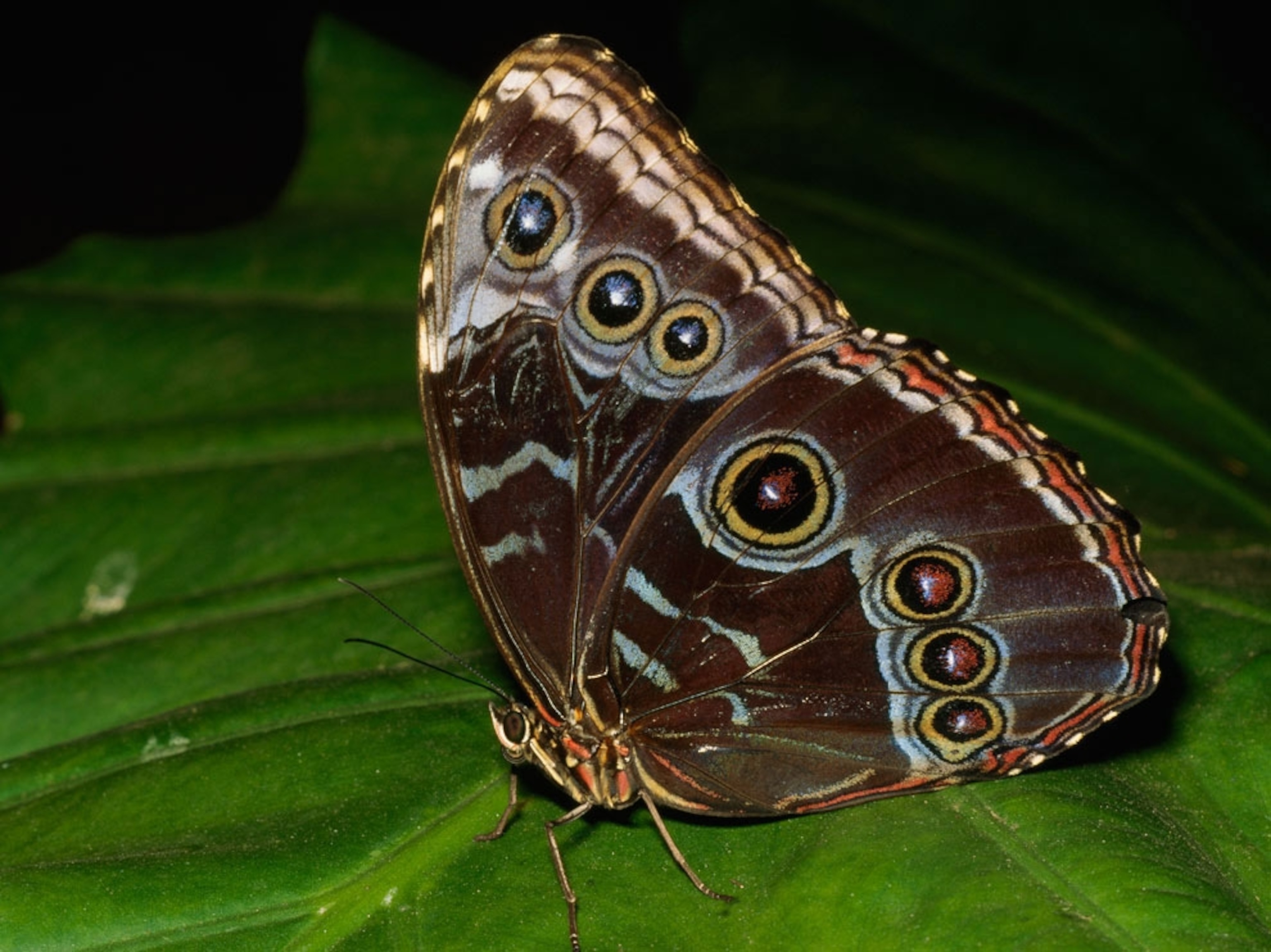 Blue morpho