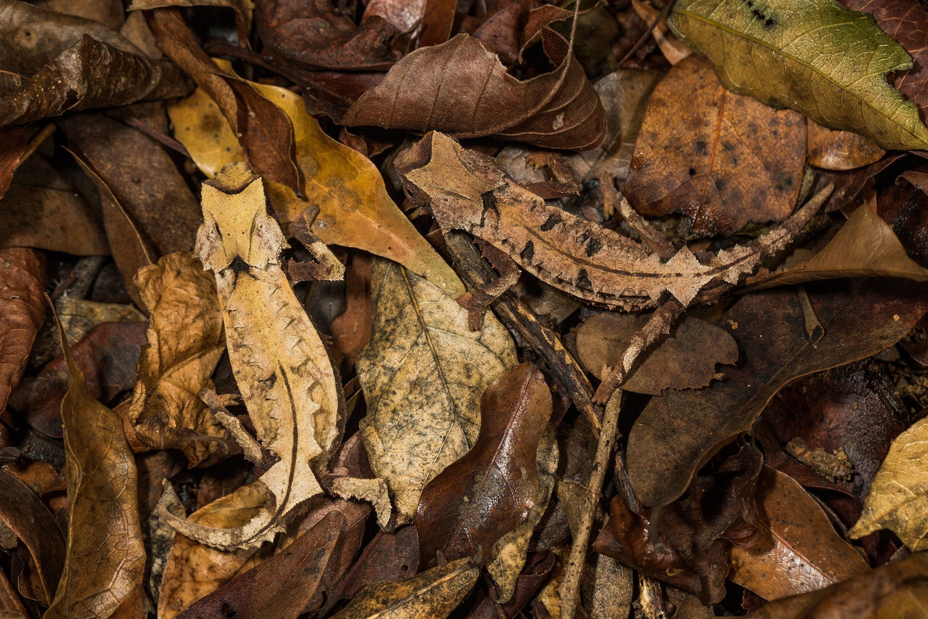 a male and a female Decary's leaf chameleon